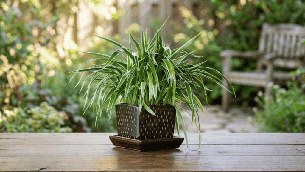 17 Easy Plants to Grow for Beginner Gardeners spider plant with arching striped leaves in a decorative pot on a wooden table in a sunlit garden patio setting