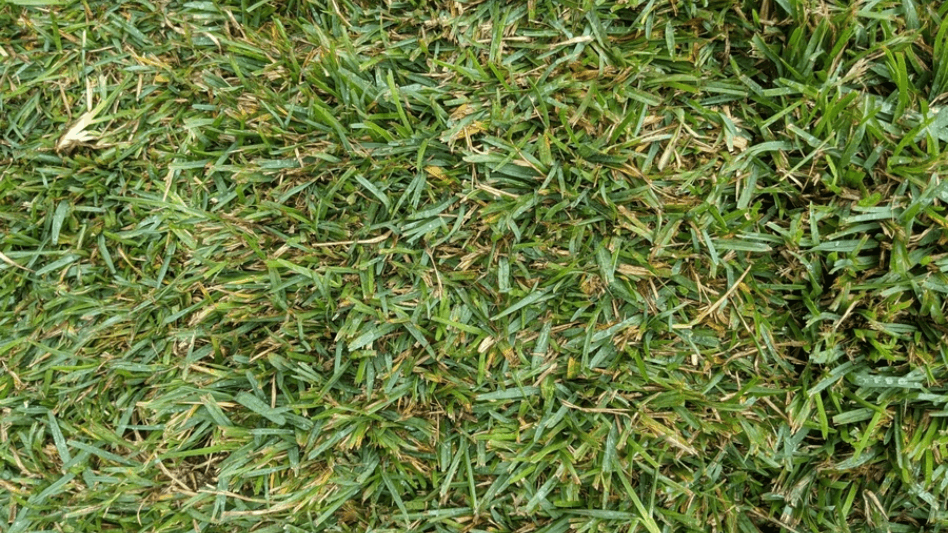 st augustine grass with broad green blades and dense coverage growing well in warm coastal lawn areas (2) (1)