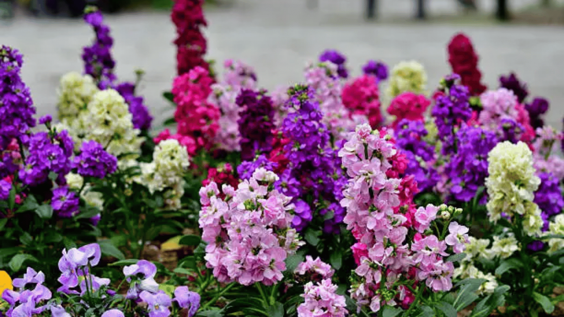 stock flower is winter compact flower plant