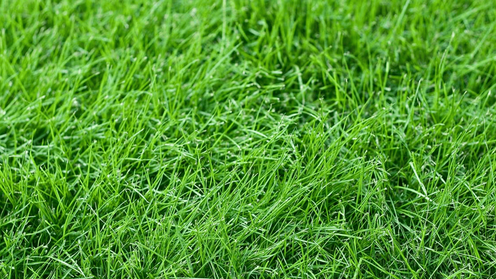 tall fescue grass with deep green blades and dense growth suited for lawns in varied weather conditions (1)