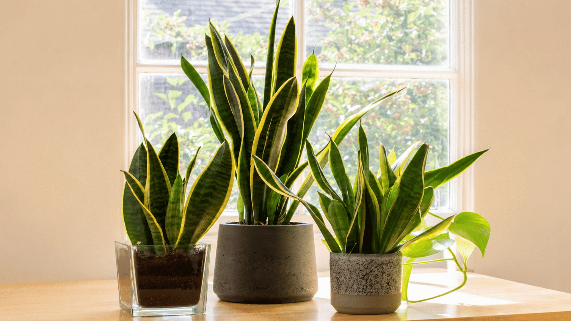 three snake plants in decorative pots on a wooden table beside a sunlit window with leafy greenery outside