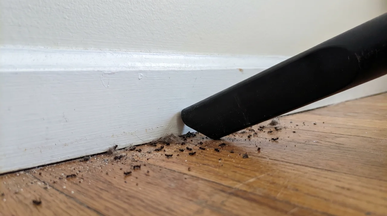 Vacuum nozzle along a bedroom baseboard with dead ants and debris on the floor