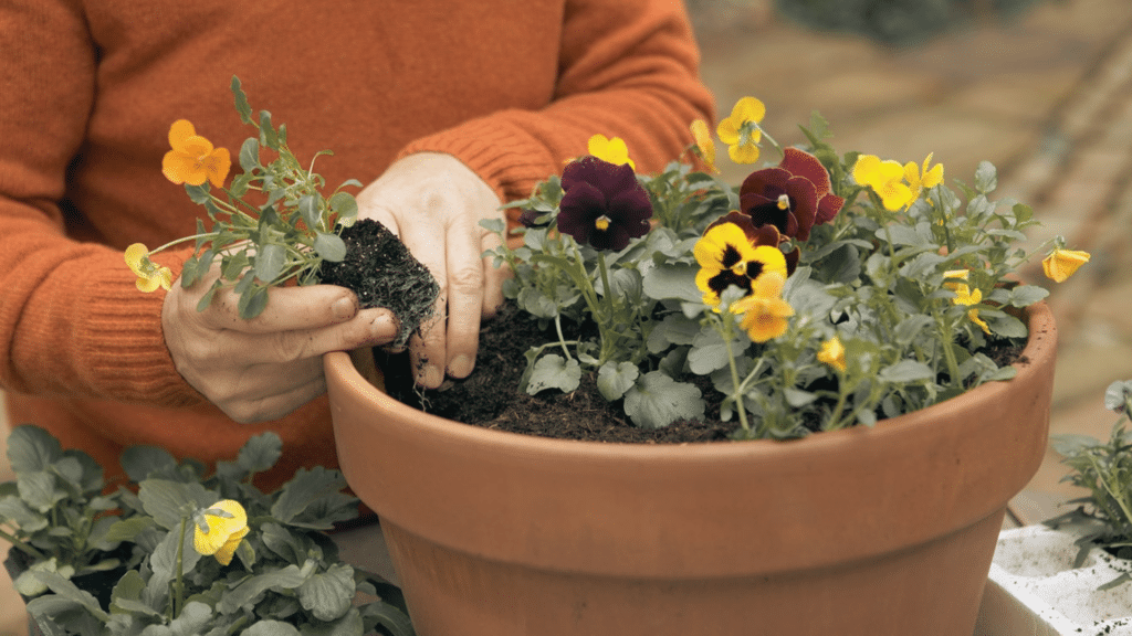 Top 15 Winter Flowering Plants for a Cold Season Garden Vibrant Colour winter flowers.