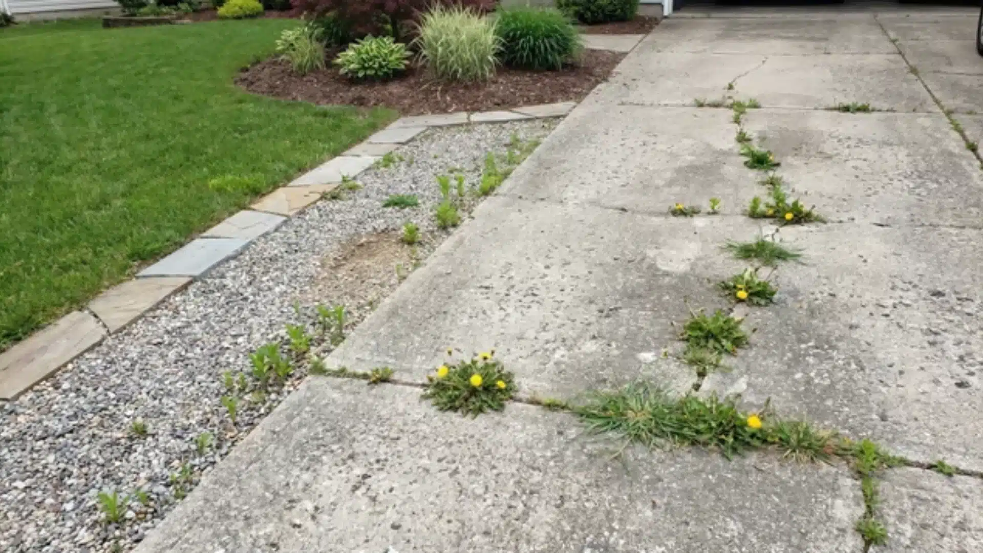 weeds in driveway cracks and gravel paths with adjacent lawn edges and garden beds showing risk of damage