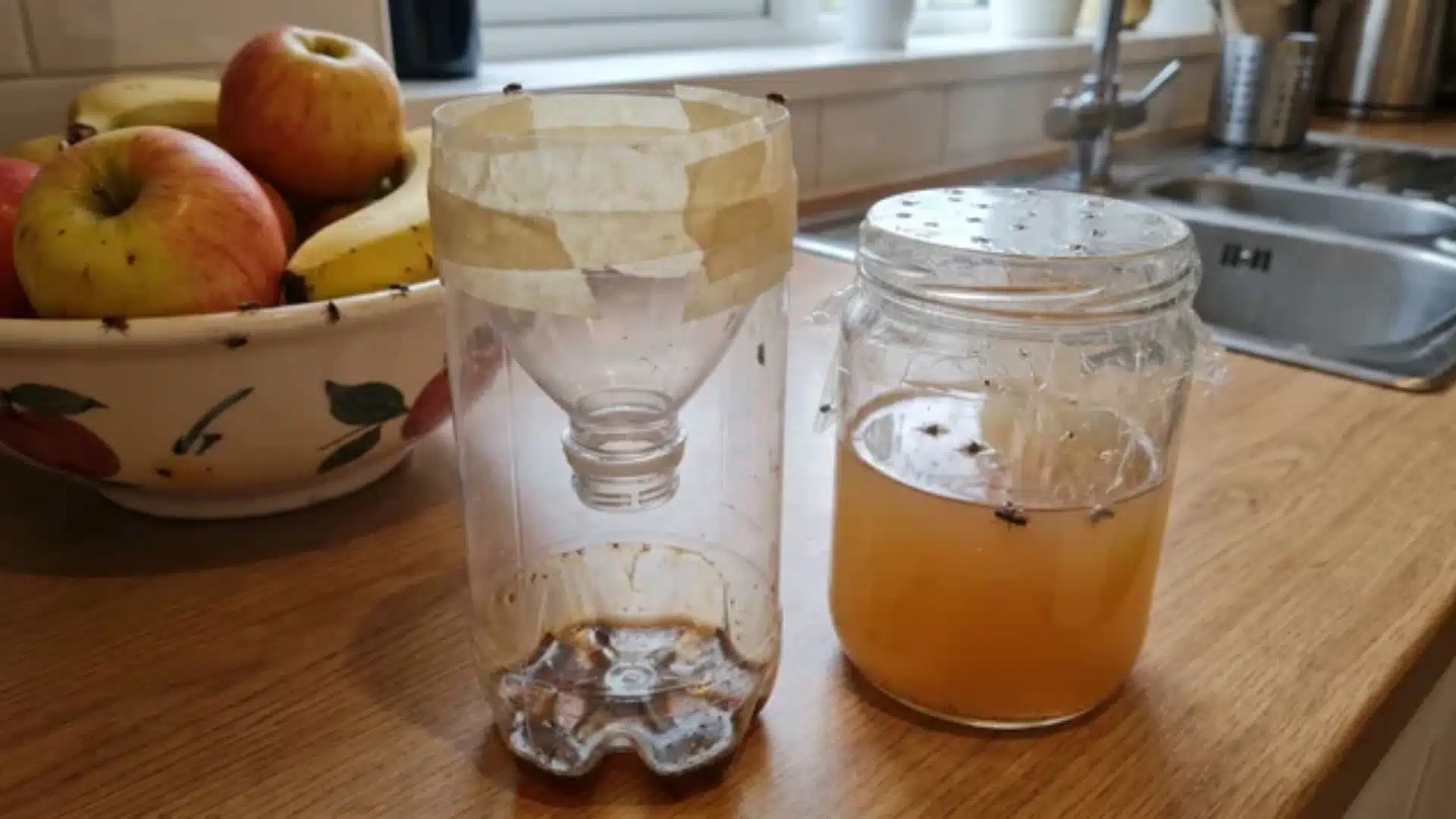 bottle funnel trap with gap in tape seam and vinegar jar with flat bait on countertop near fruit