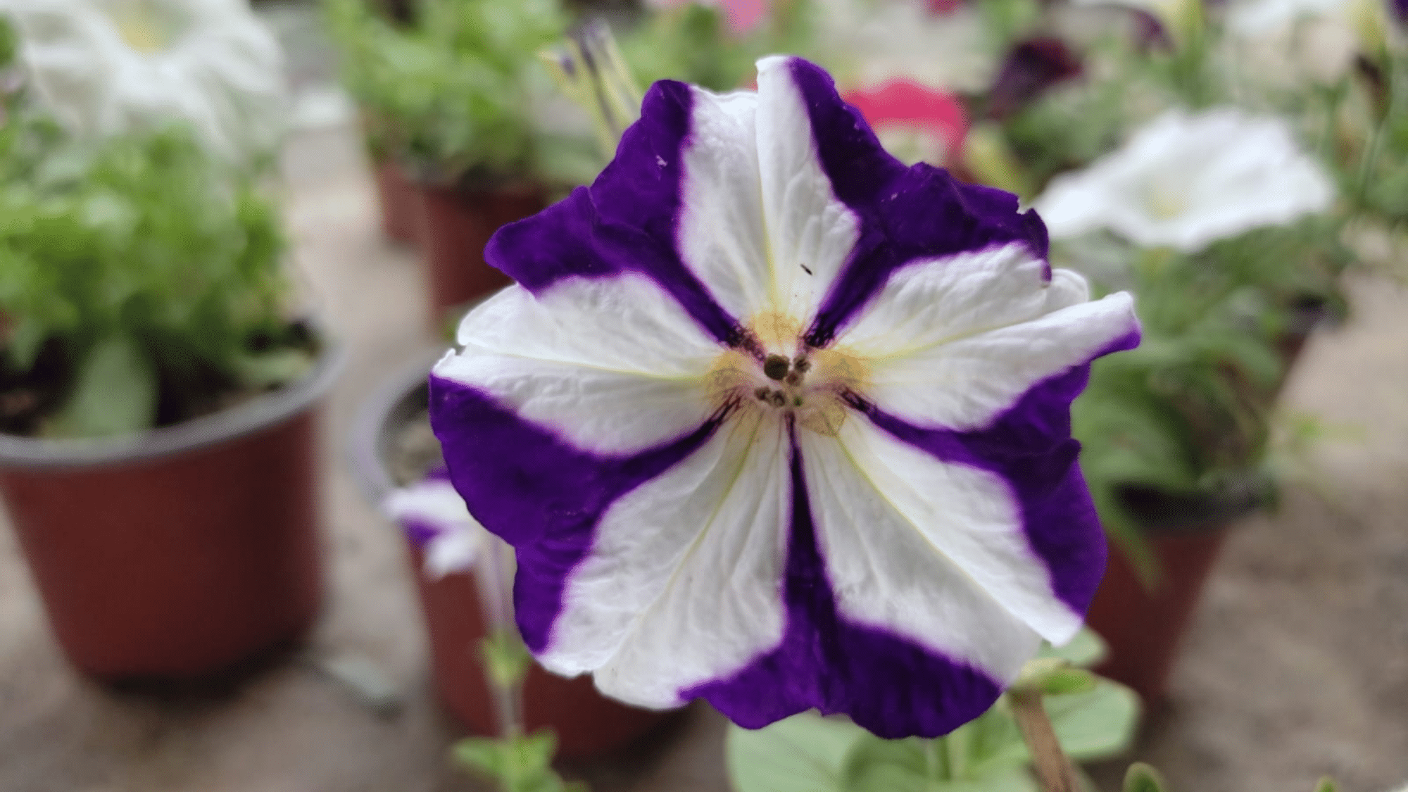 Winter flower Petunia place in small pot.