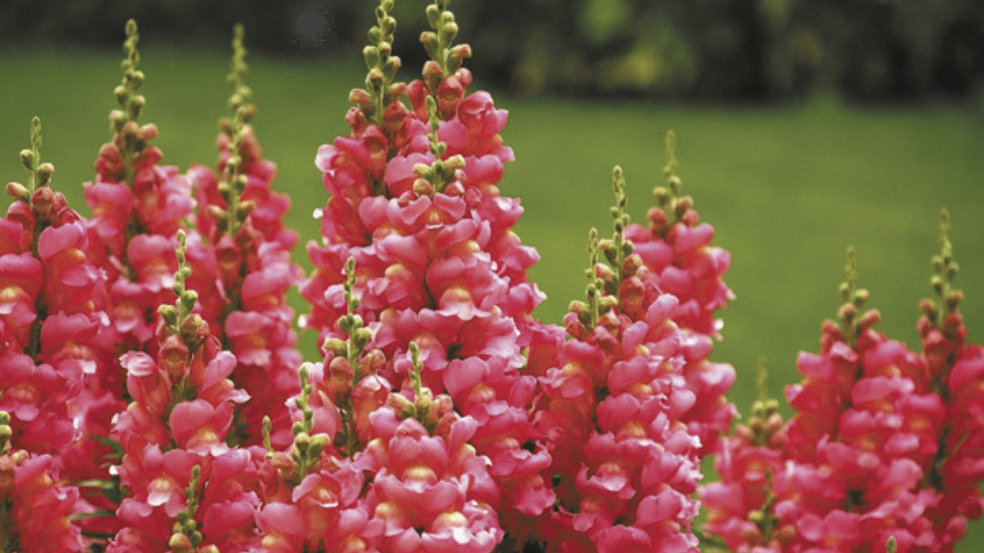 Winter fragrant snapdragons flower.
