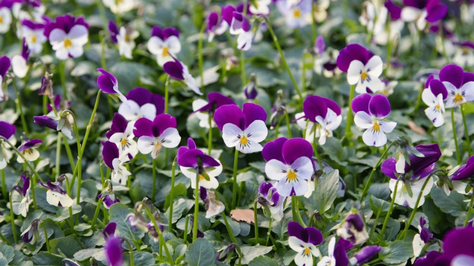winter viola flower.