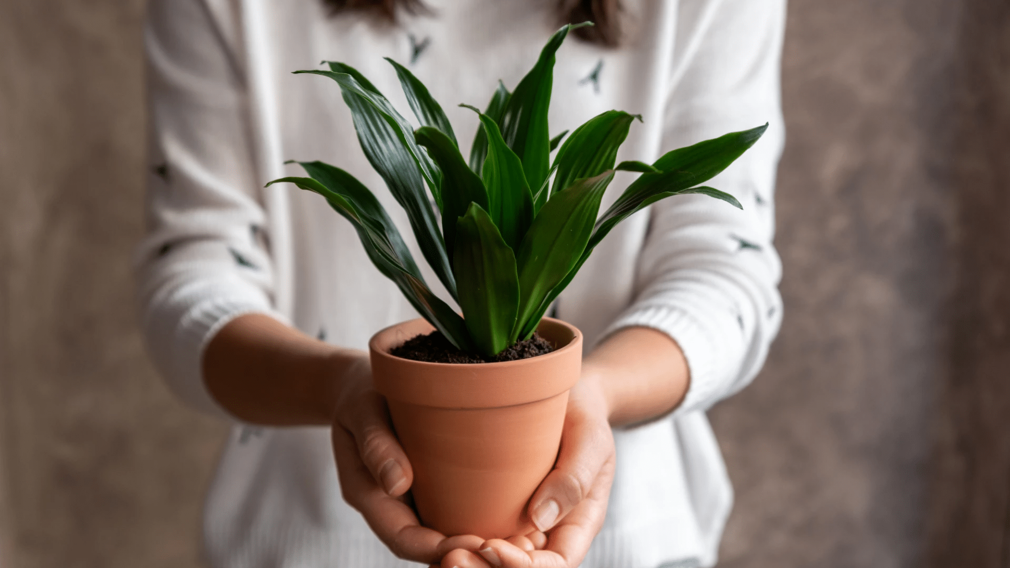 Woman holding a Dracaena Janet Craig plant with glossy dark green leaves, preparing to place it indoors.