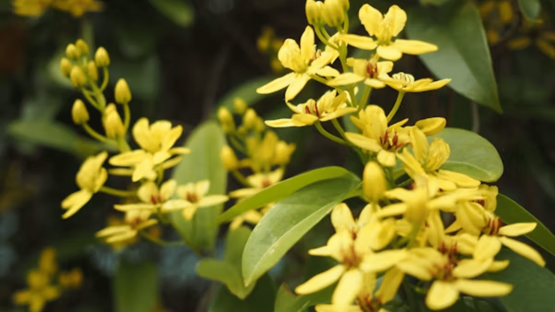 yellow star shaped flowers blooming on leafy branches with unopened buds