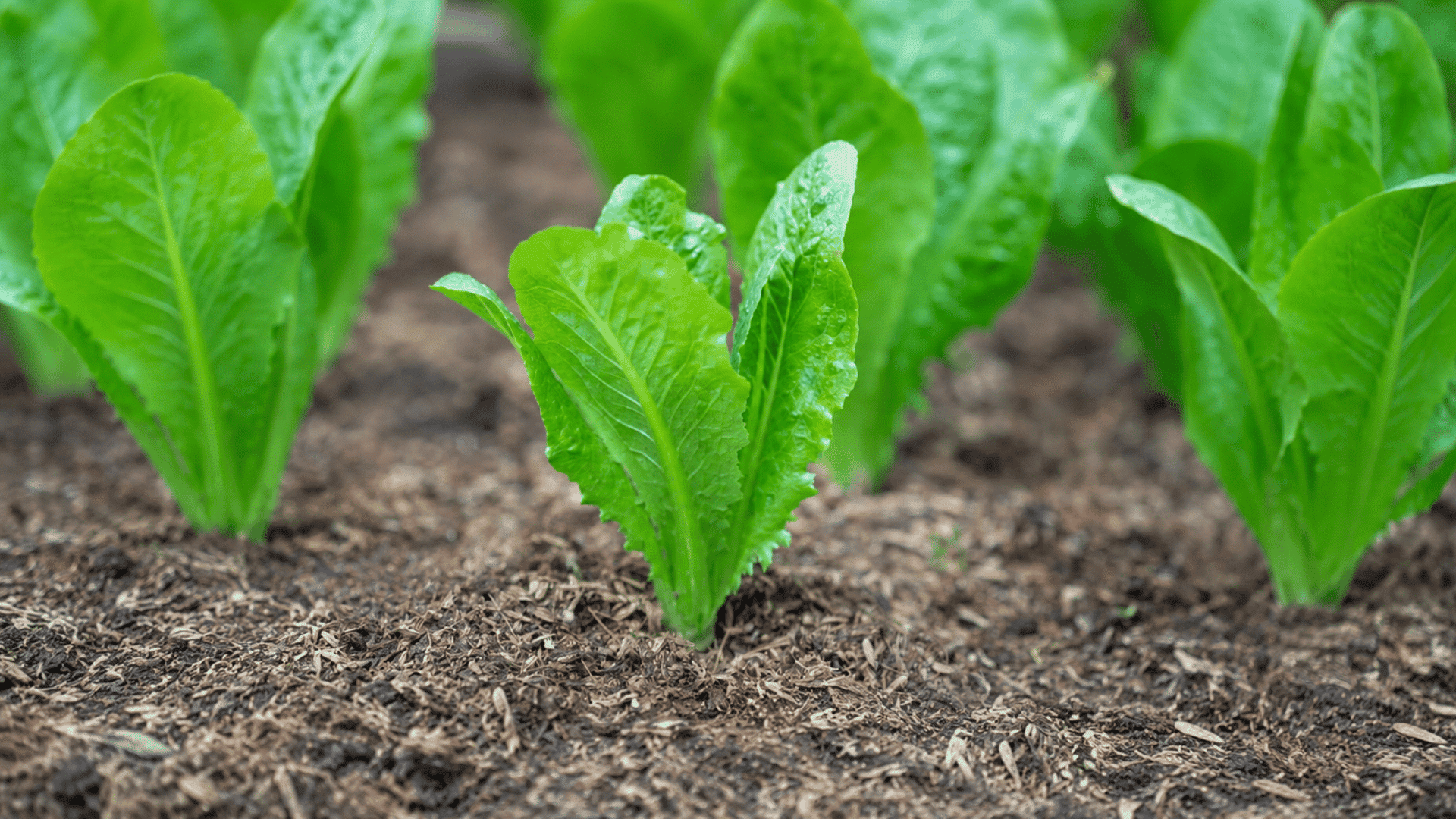 young romaine lettuce plants growing in neat garden rows with fresh green leaves emerging from rich soil