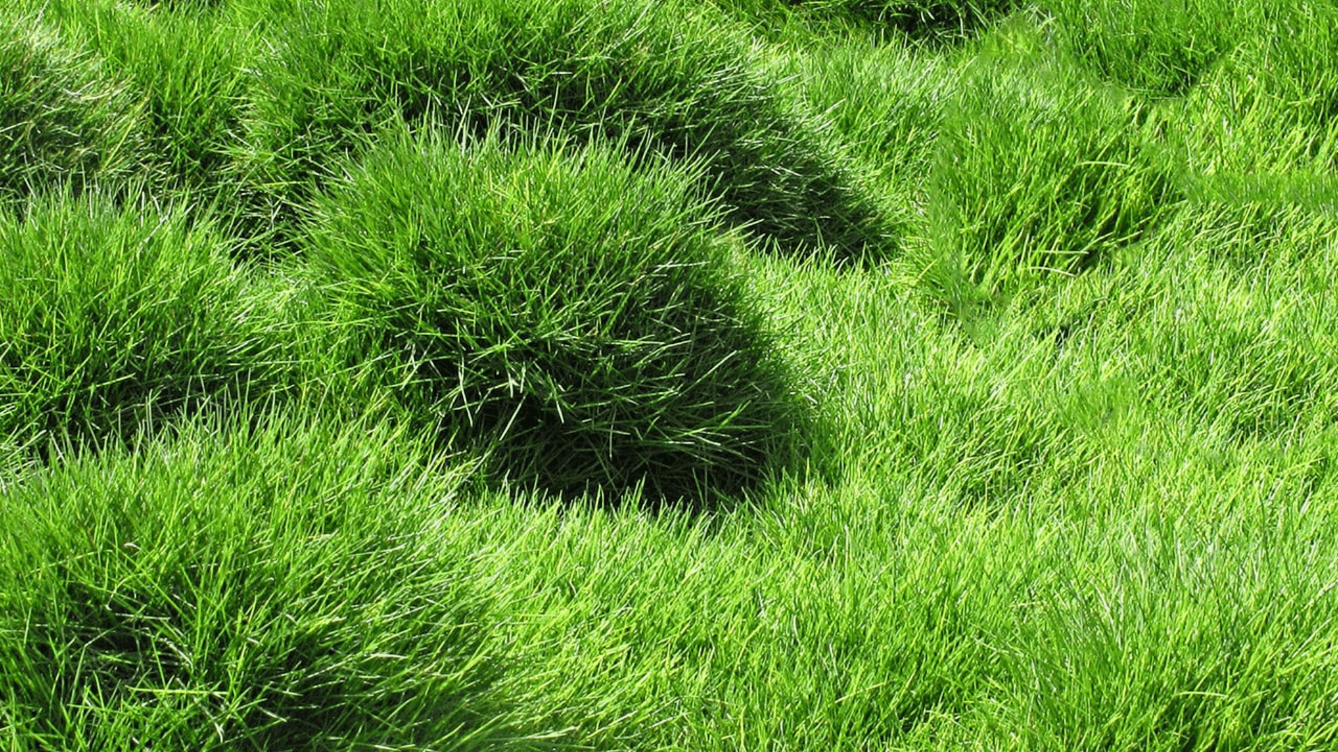 zoysia grass with thick green blades and carpet like growth suited for warm weather lawns and landscapes (1)