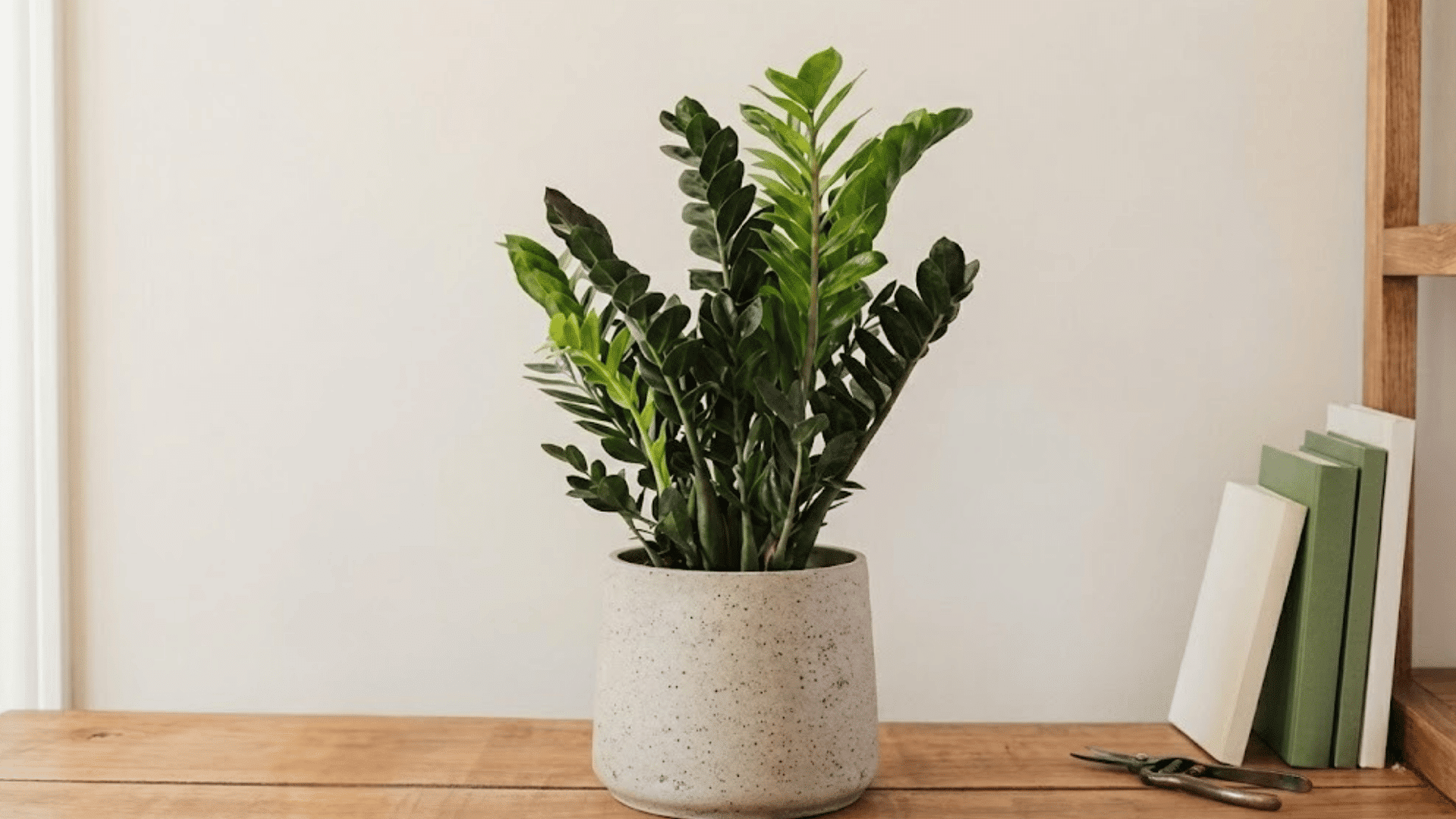 zz plant with glossy green leaves in a light ceramic pot on a wooden table beside books and a small watering mister