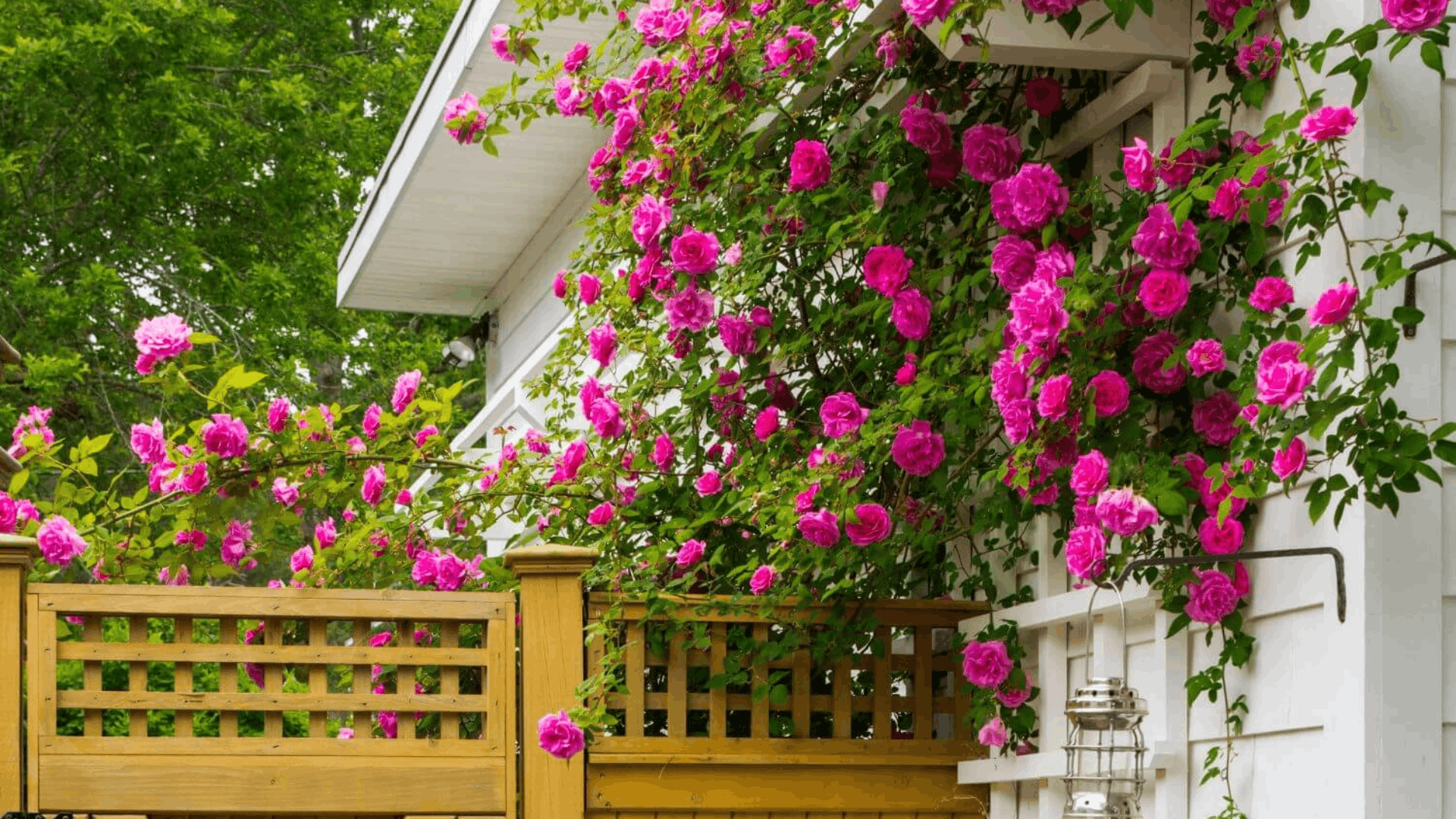 a climbing rose covered in bright pink blooms cascading over a white house porch and wooden fence surrounded by green foliage