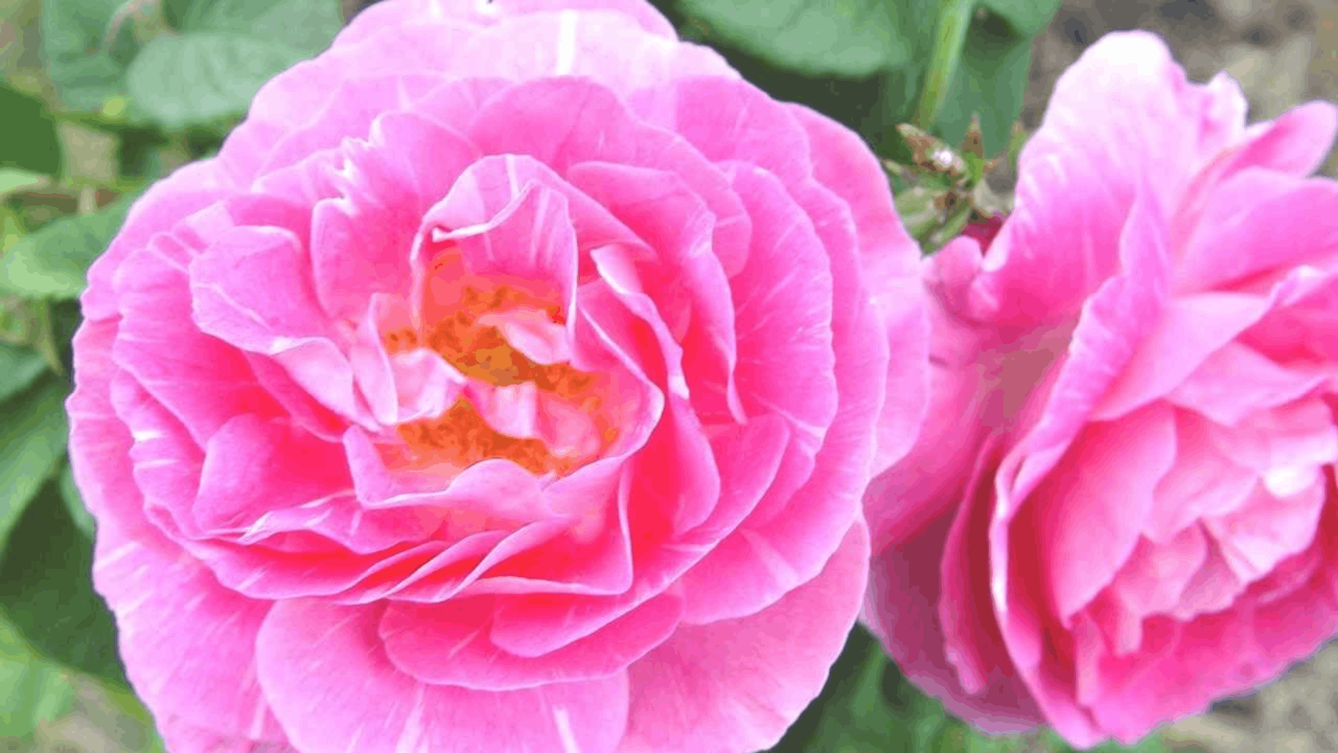 a close view of two pink semi double garden roses with golden stamens surrounded by soft green leaves