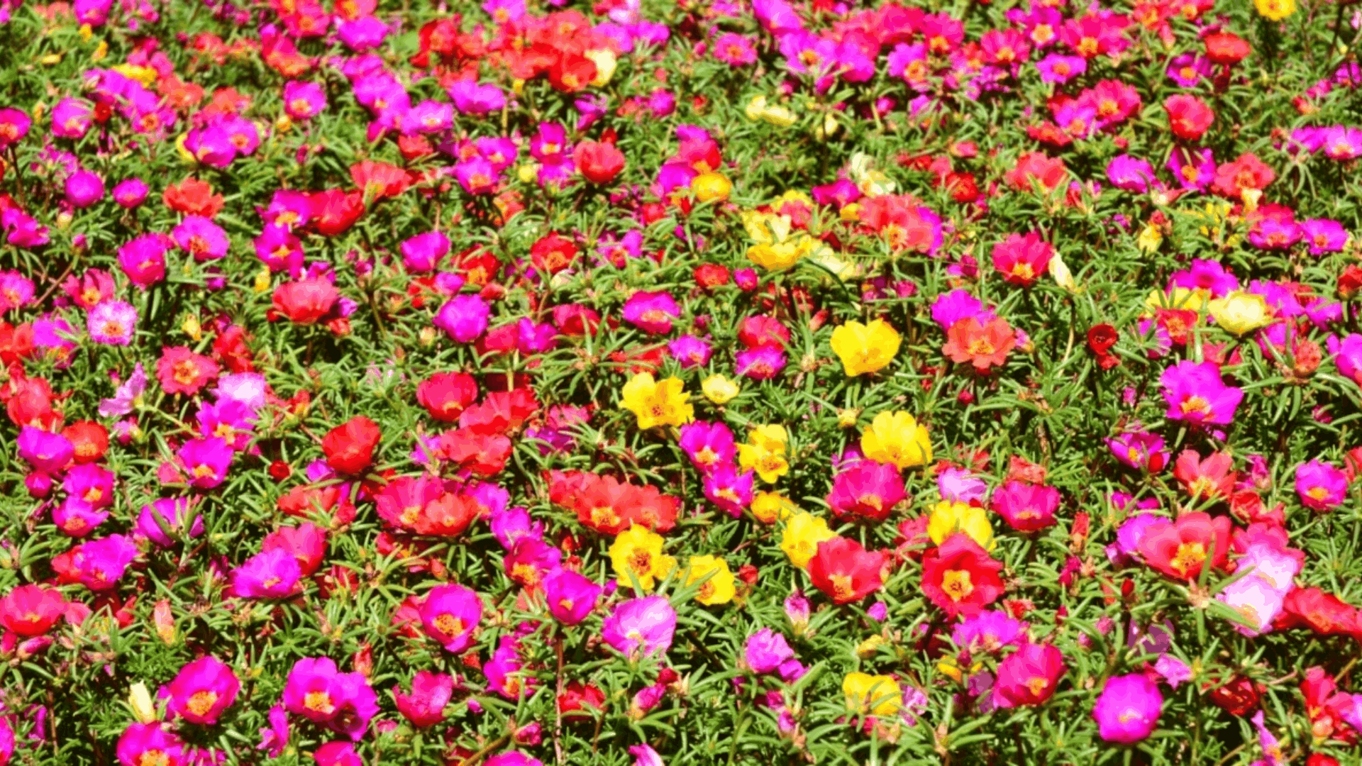 a colorful bed of moss rose flowers blooming in shades of pink yellow red and orange with dense green foliage