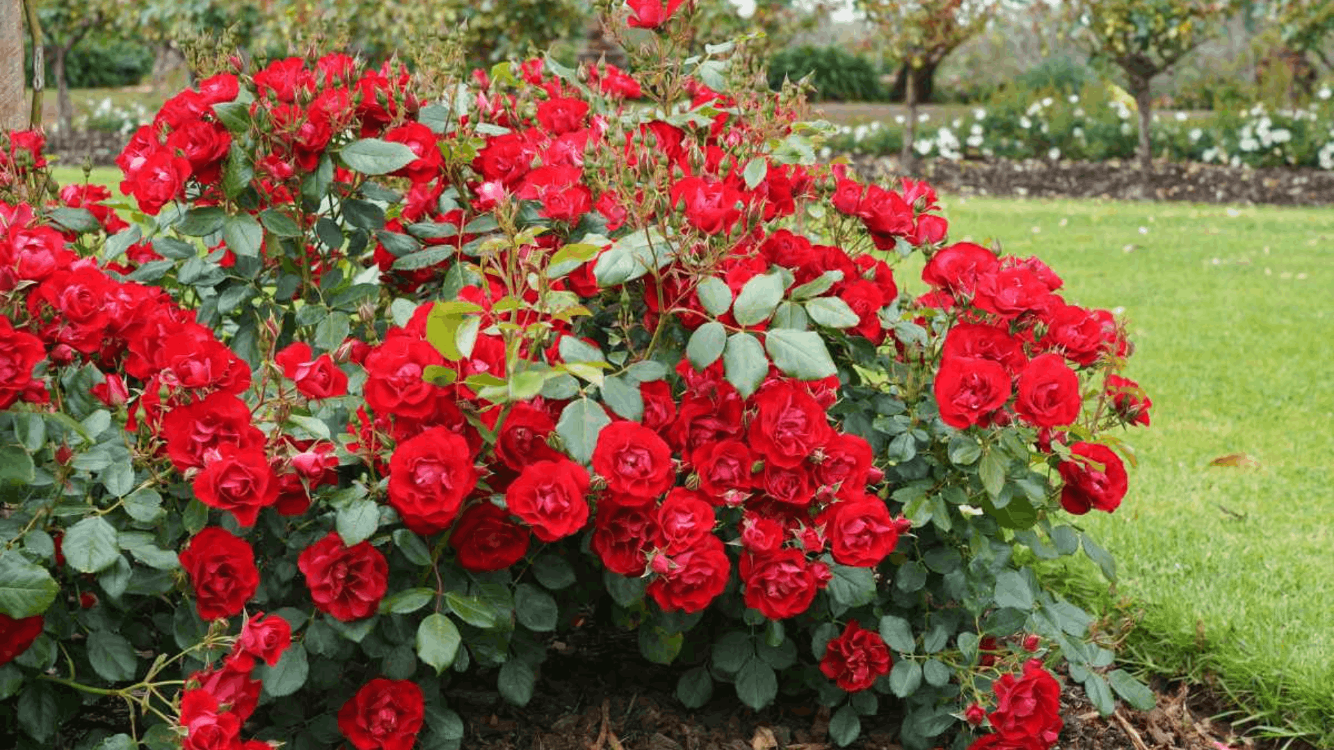 a colorful flower garden featuring pink peach white and red roses blooming among lush green plants in bright daylight