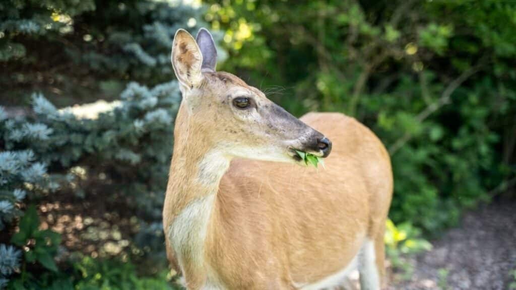 Do Deer Eat Geraniums: Signs, Risks, and Prevention a deer standing near evergreen trees chewing green leaves with its head turned to the side in a lush garden setting
