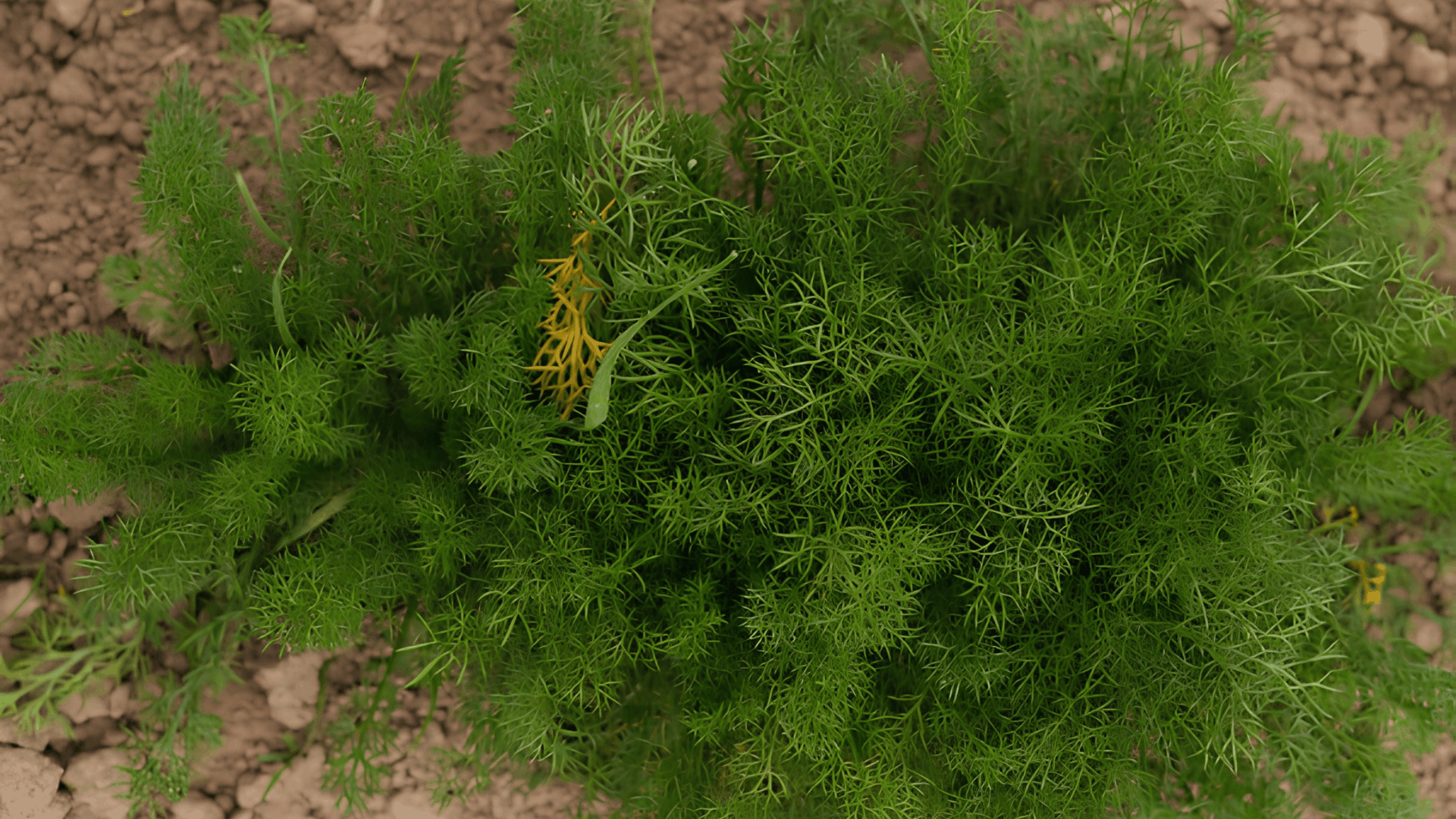 a dense clump of feathery green dill growing in dry garden soil with fresh healthy foliage ready for harvesting