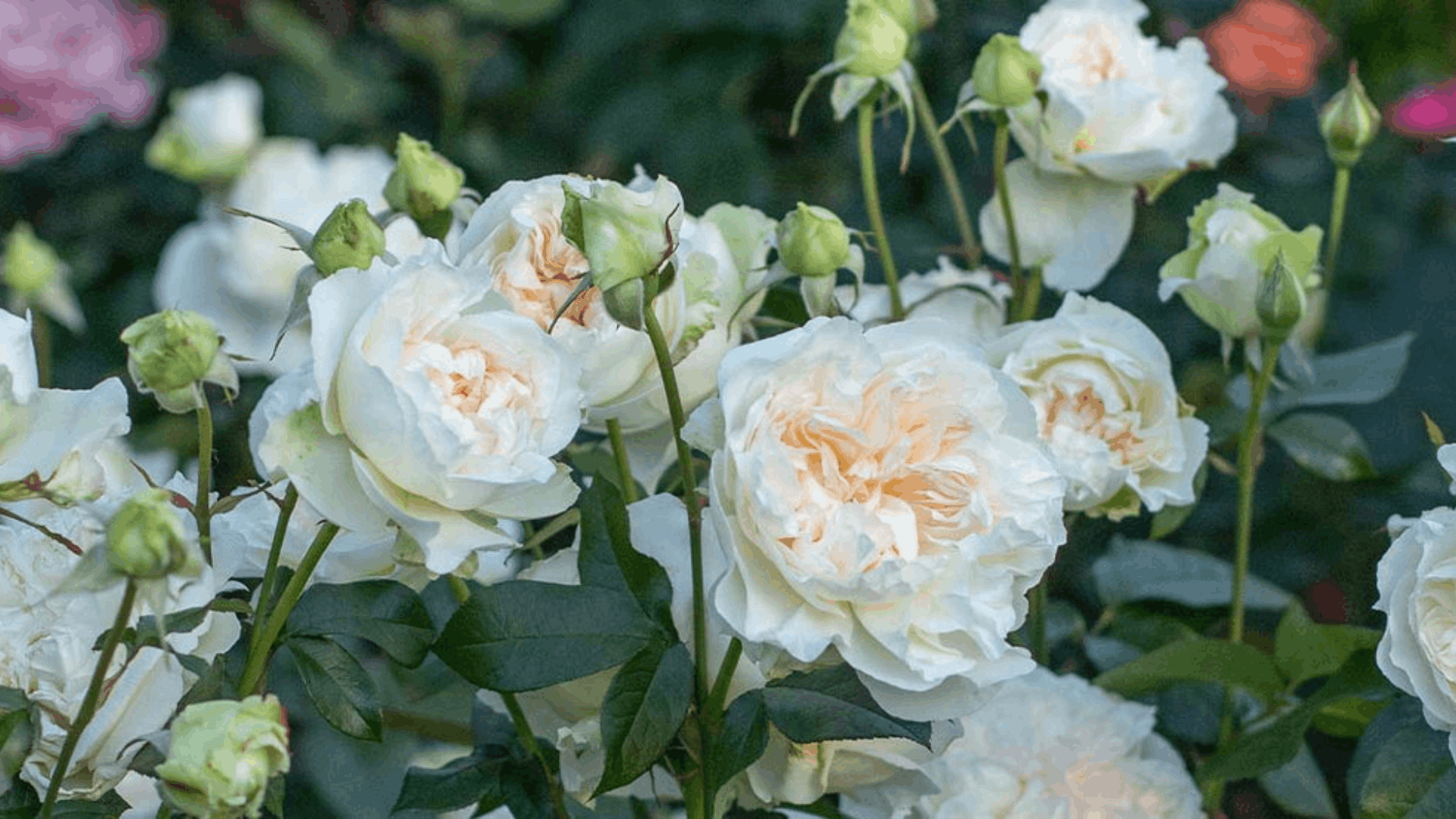 a dense shrub covered with bright pink single flower roses blooming in clusters with glossy green leaves in a sunny garden