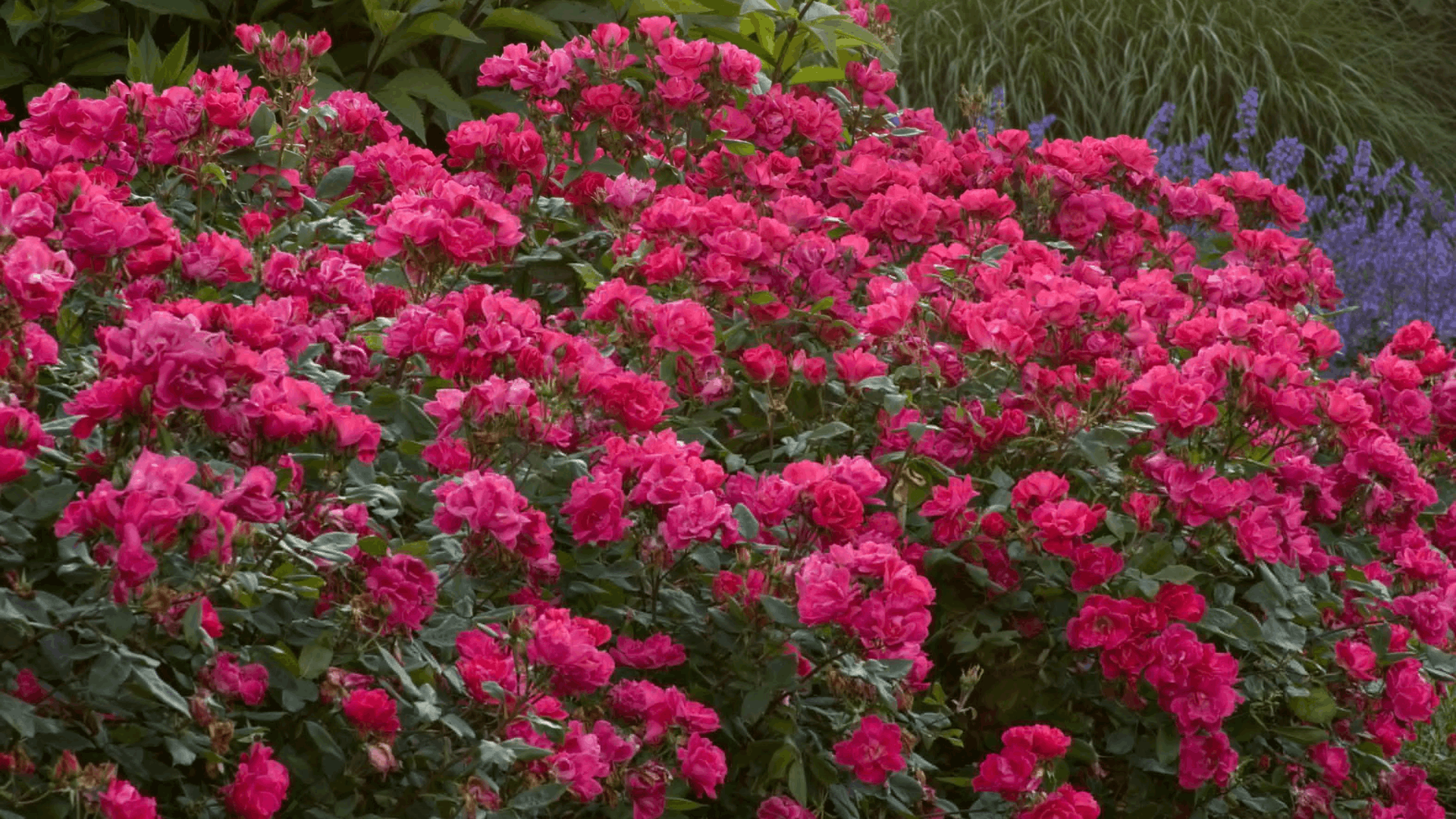 a dense shrub filled with vibrant pink roses blooming across a garden bed with green leaves and ornamental grasses behind
