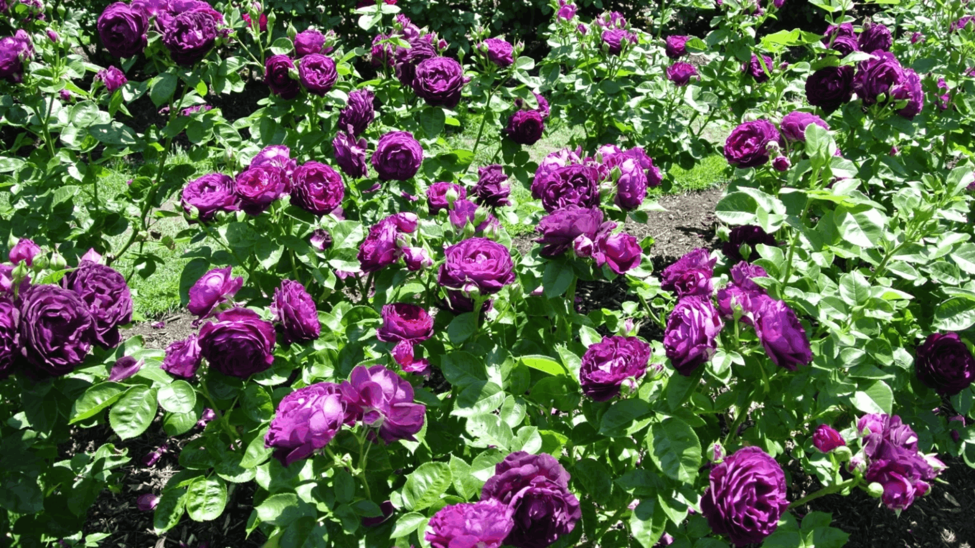 a garden bed filled with deep purple roses blooming among healthy green foliage under bright sunlight