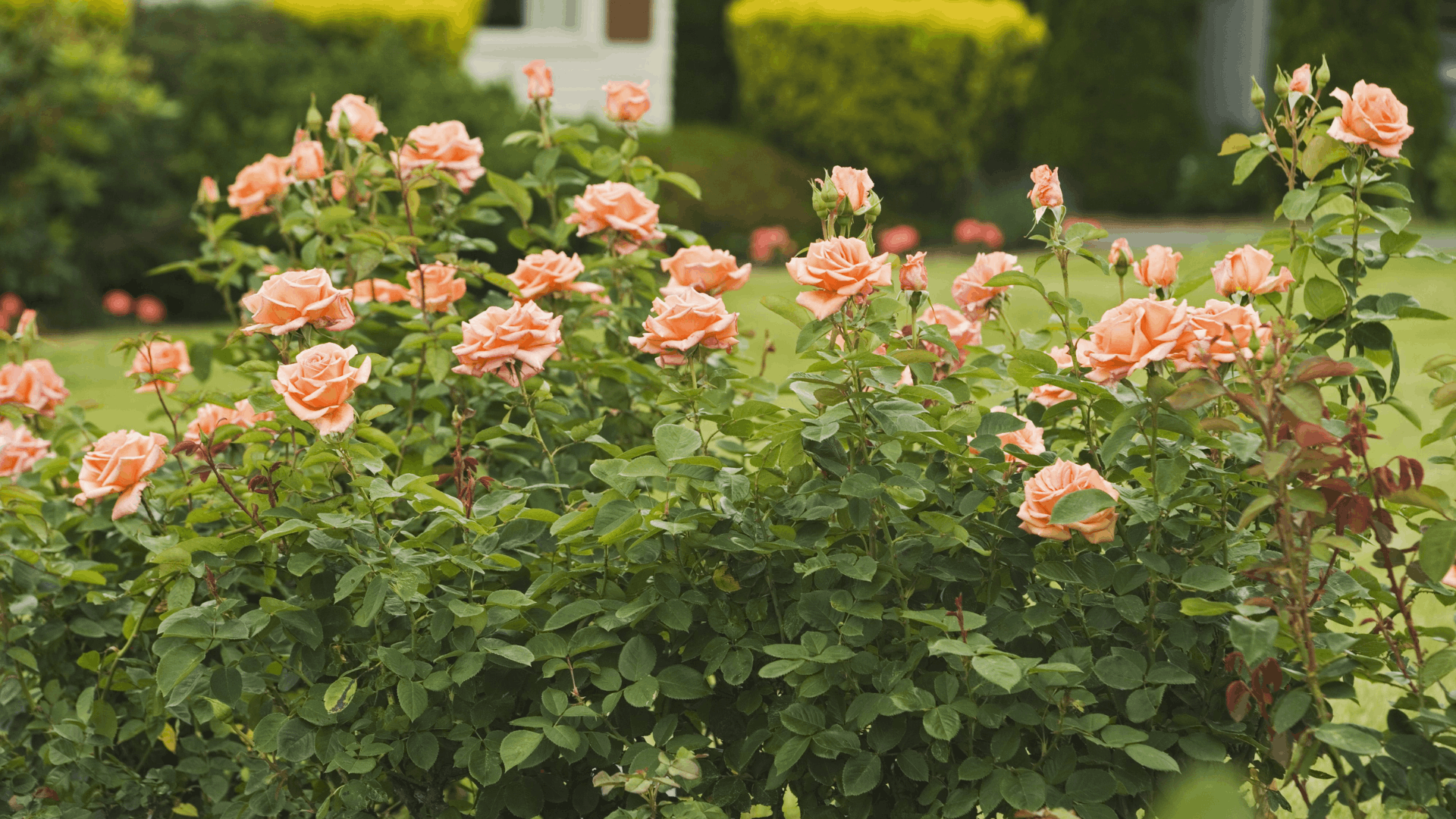a garden bed filled with peach colored roses blooming among lush green leaves with neatly trimmed hedges in the background