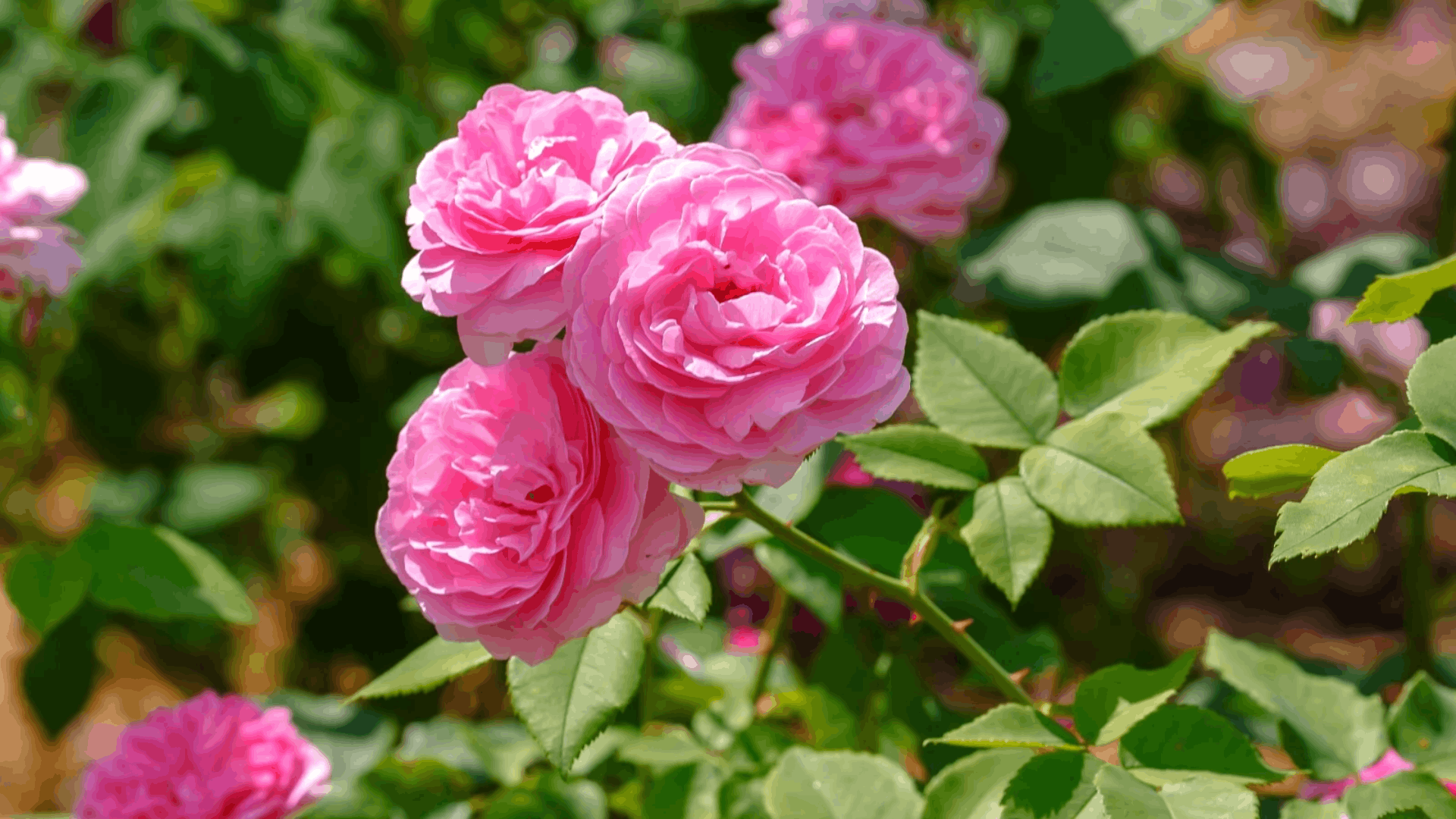 a garden bed filled with vibrant pink shrub roses blooming beside a brick wall among mixed flowering plants and green foliage