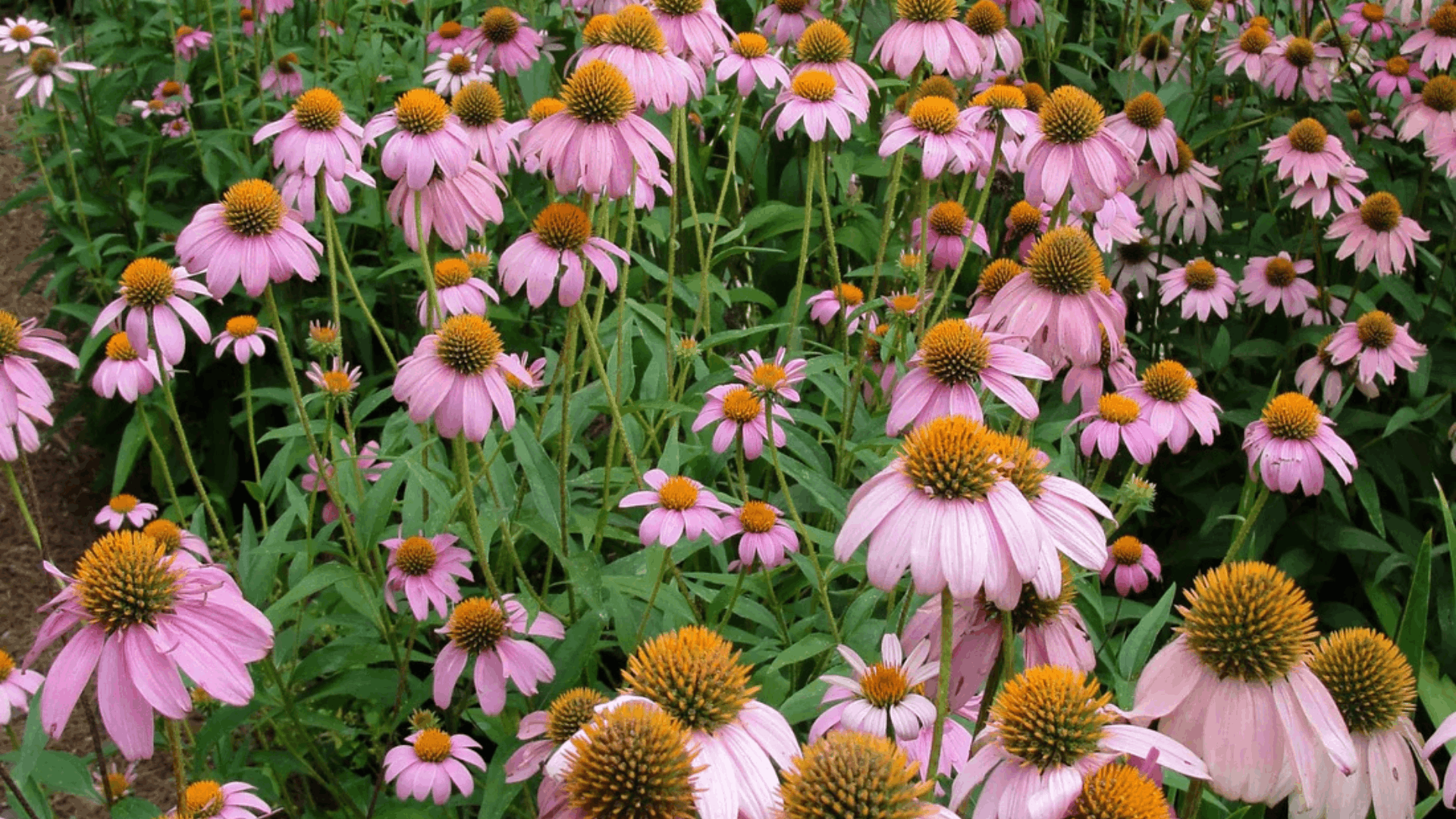 a garden filled with blooming pink coneflowers with orange centers growing among lush green foliage and purple flowers in the background (1)
