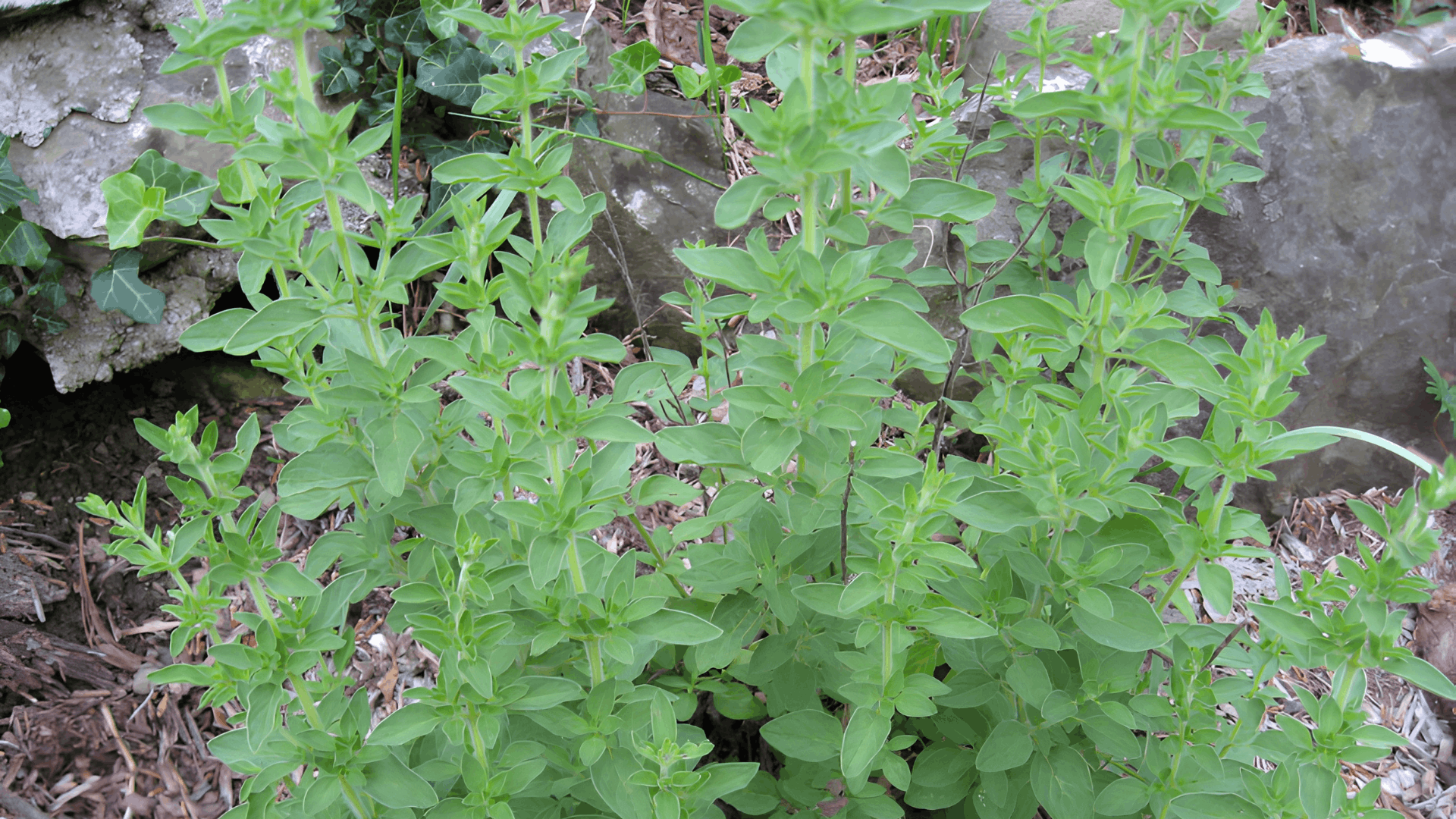 a healthy oregano plant with dense green leaves growing in a mulched garden bed beside large rocks and ground cover plants