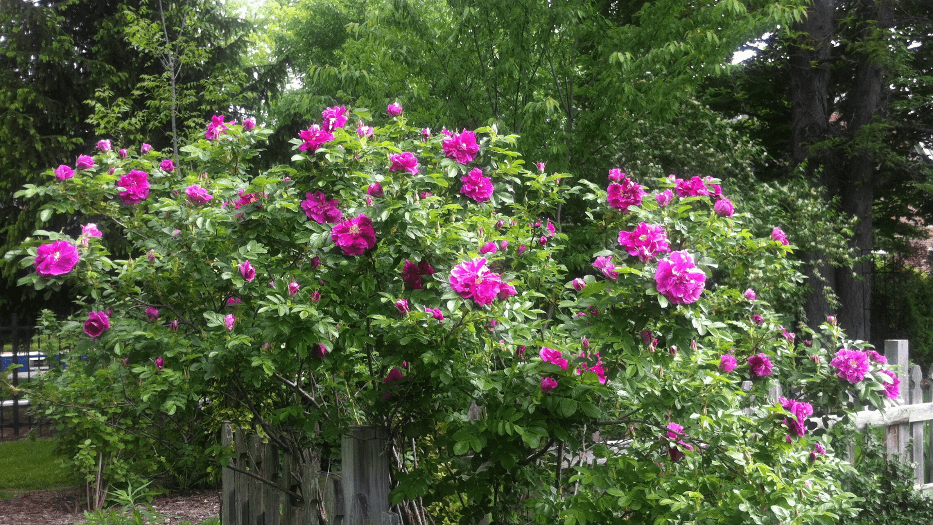 a large shrub covered with magenta rugosa roses blooming beside a wooden fence surrounded by mature green trees
