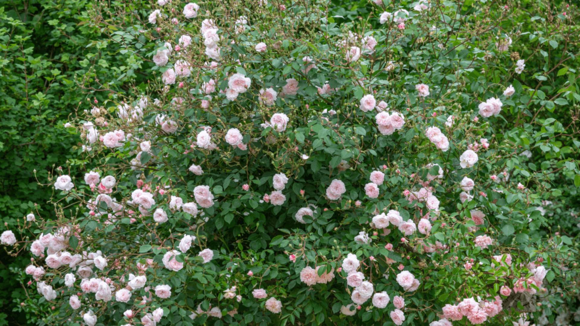 a large shrub of pale pink english style roses covered with delicate blooms surrounded by lush green foliage in a garden