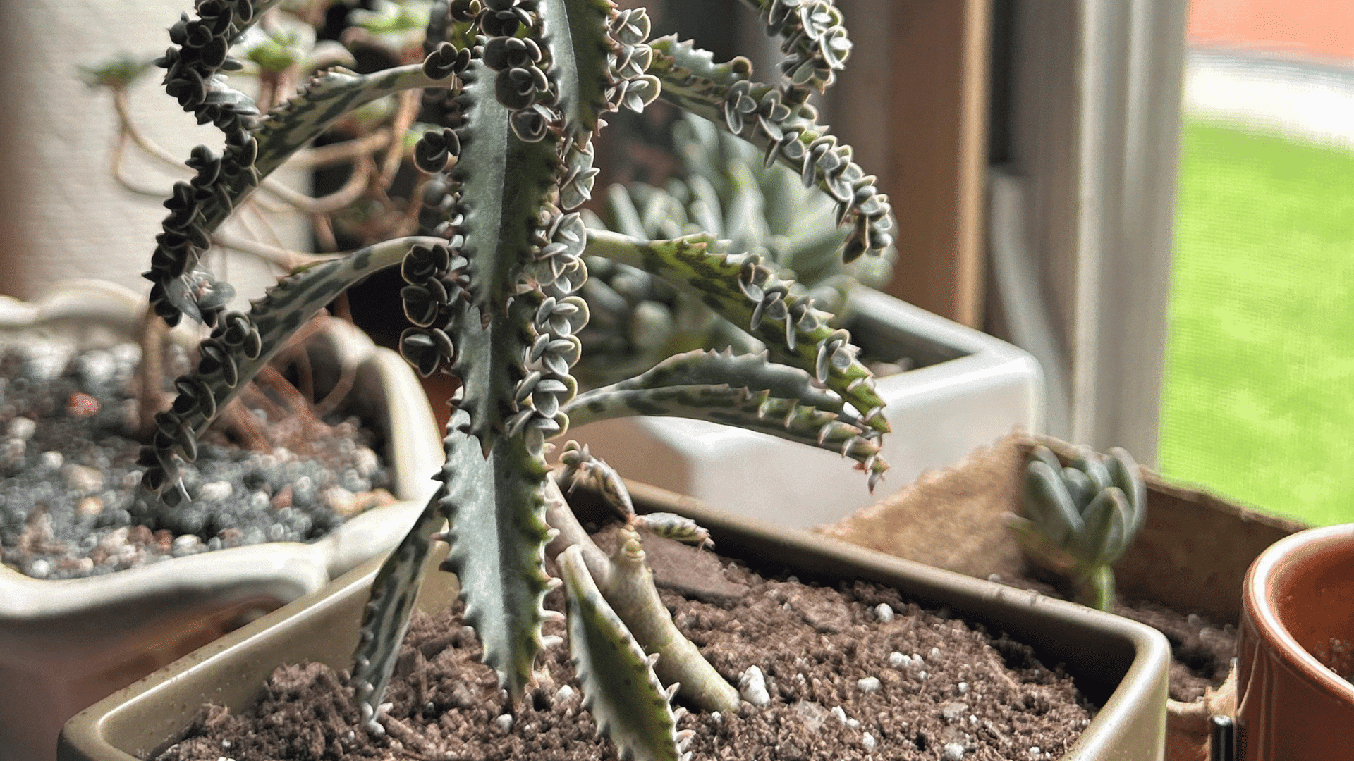 a mother of thousands succulent growing in a square pot beside a sunlit window with tiny plantlets lining its leaves