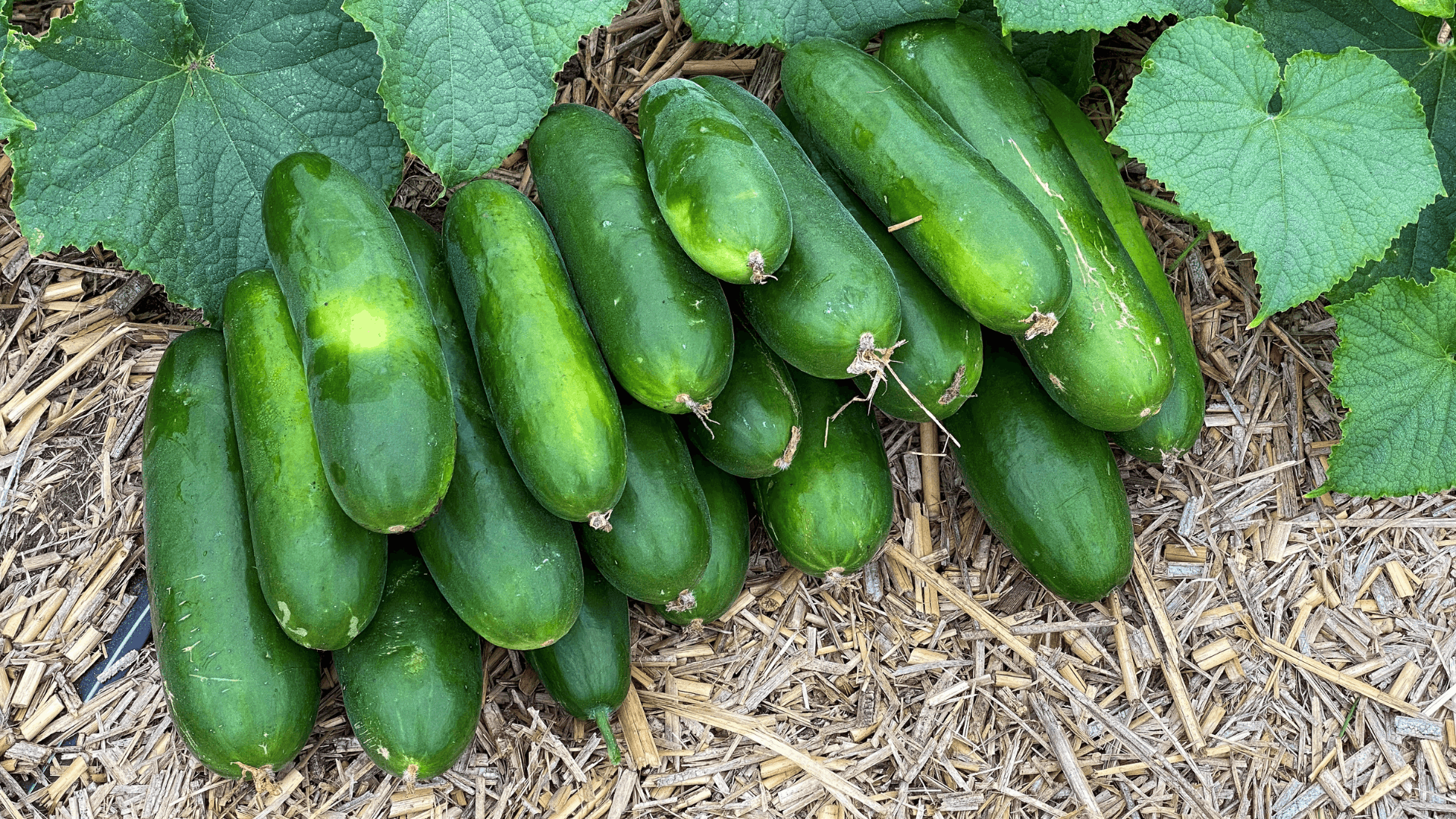 a pile of freshly harvested cucumbers resting beneath broad green leaves in a garden bed with straw mulch surrounding the plants (1)