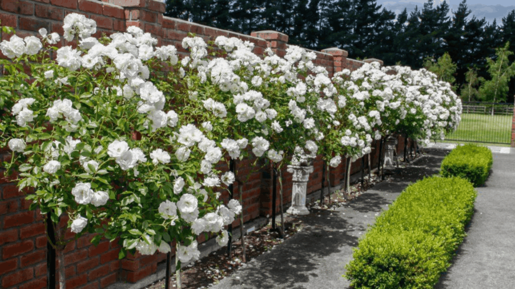 15 Different Types of Roses for Every Garden a row of white standard tree roses blooming along a brick wall beside a neatly trimmed hedge and paved garden path