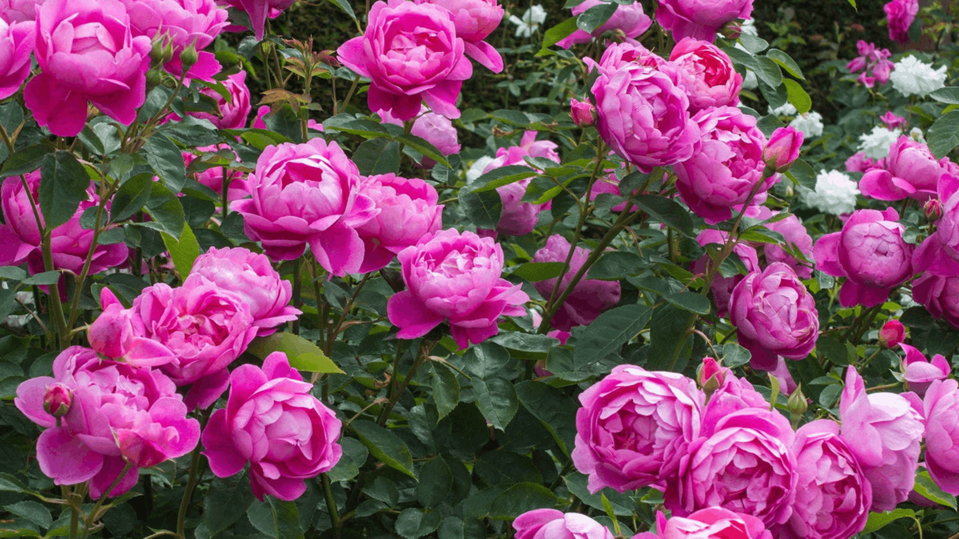 a shrub covered with bright pink english style roses blooming densely among glossy green leaves with white roses in the background