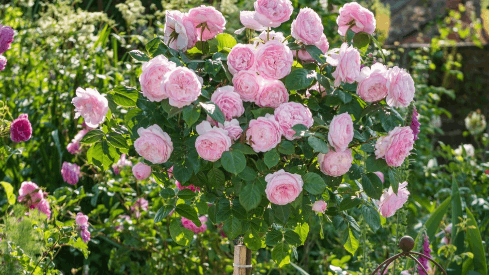 a standard tree rose covered with pale pink english style roses blooming in a sunny garden with lush greenery
