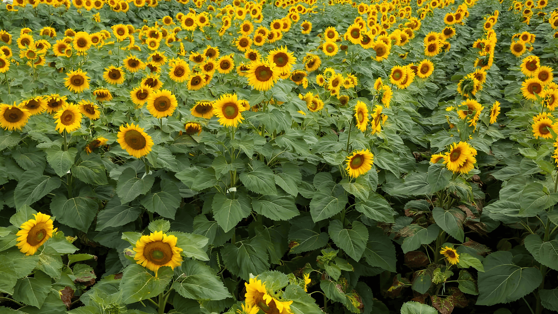 a vibrant field of blooming yellow sunflowers with large green leaves stretching across the landscape under daylight (1)