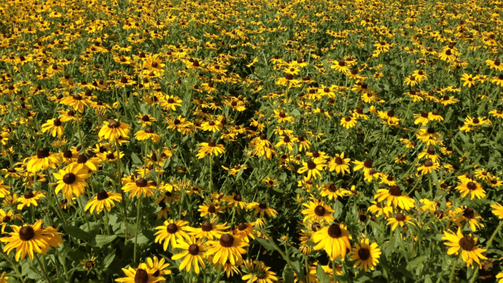 a wide field of blooming black eyed susan flowers stretching to the horizon beneath (1)