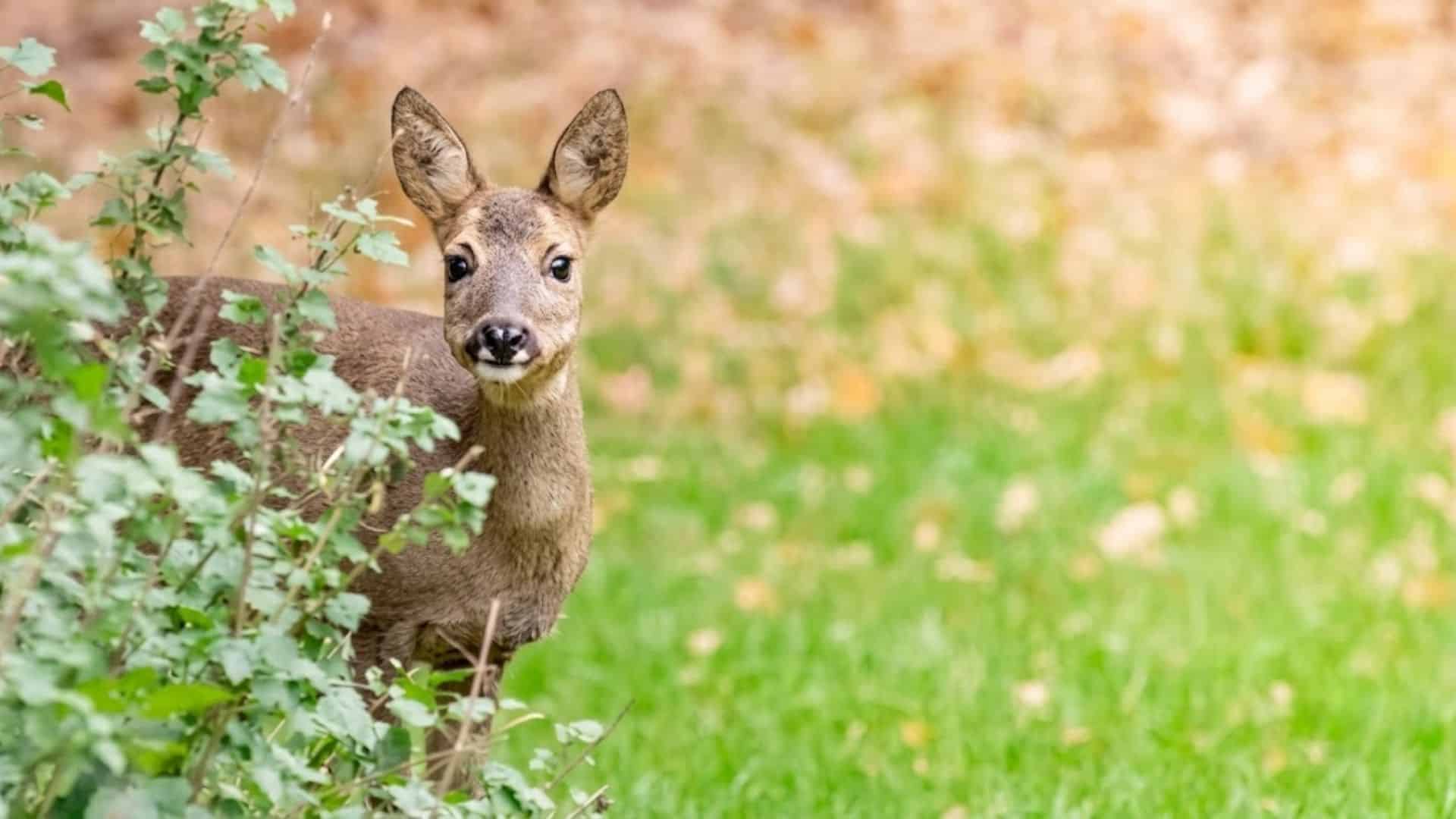 a young deer peeking through geraniums beside a grassy clearing with ears raised while looking directly ahead