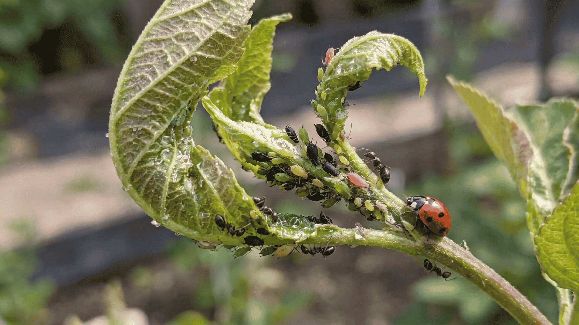 Aphids clustered on curled new growth with sticky leaves, ants, and a nearby ladybug.
