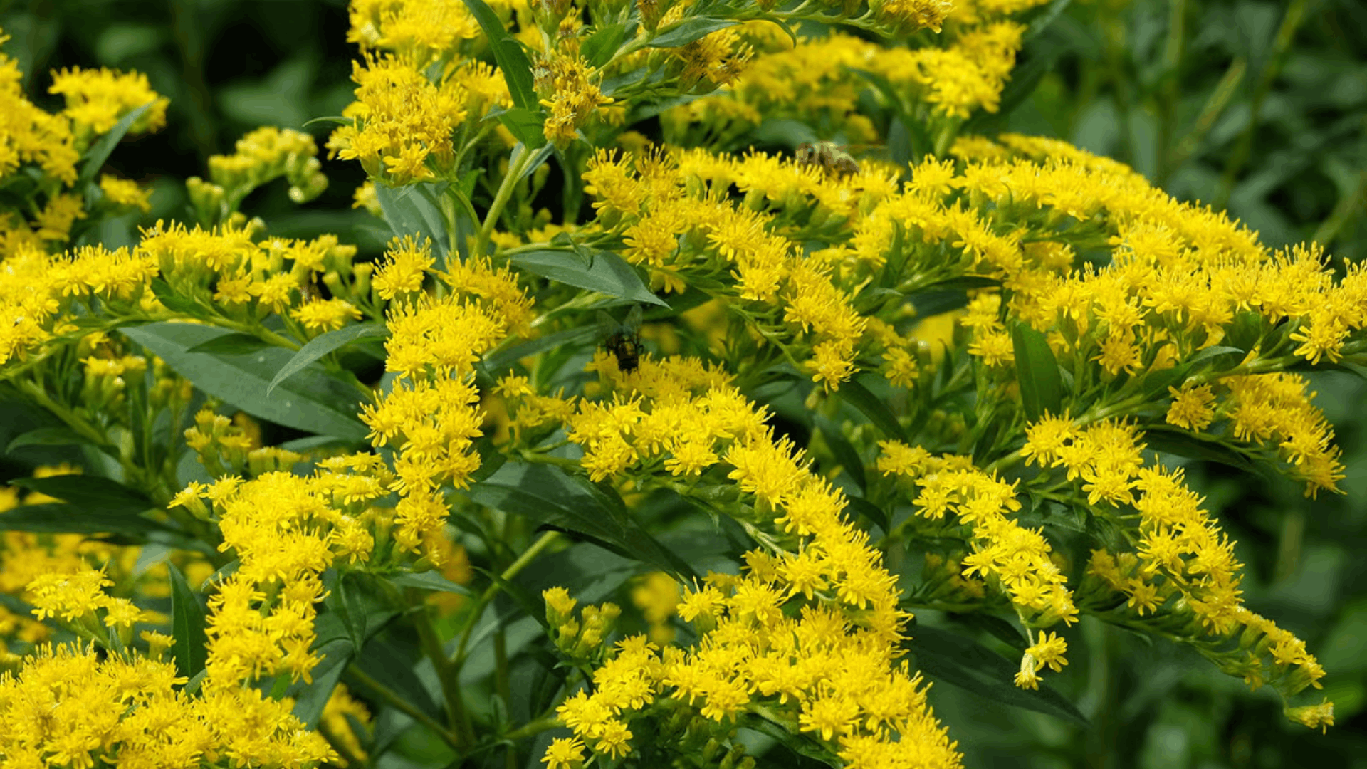 arching goldenrod stems covered with bright yellow flower clusters growing in a sunny garden with green plants in the background (1)