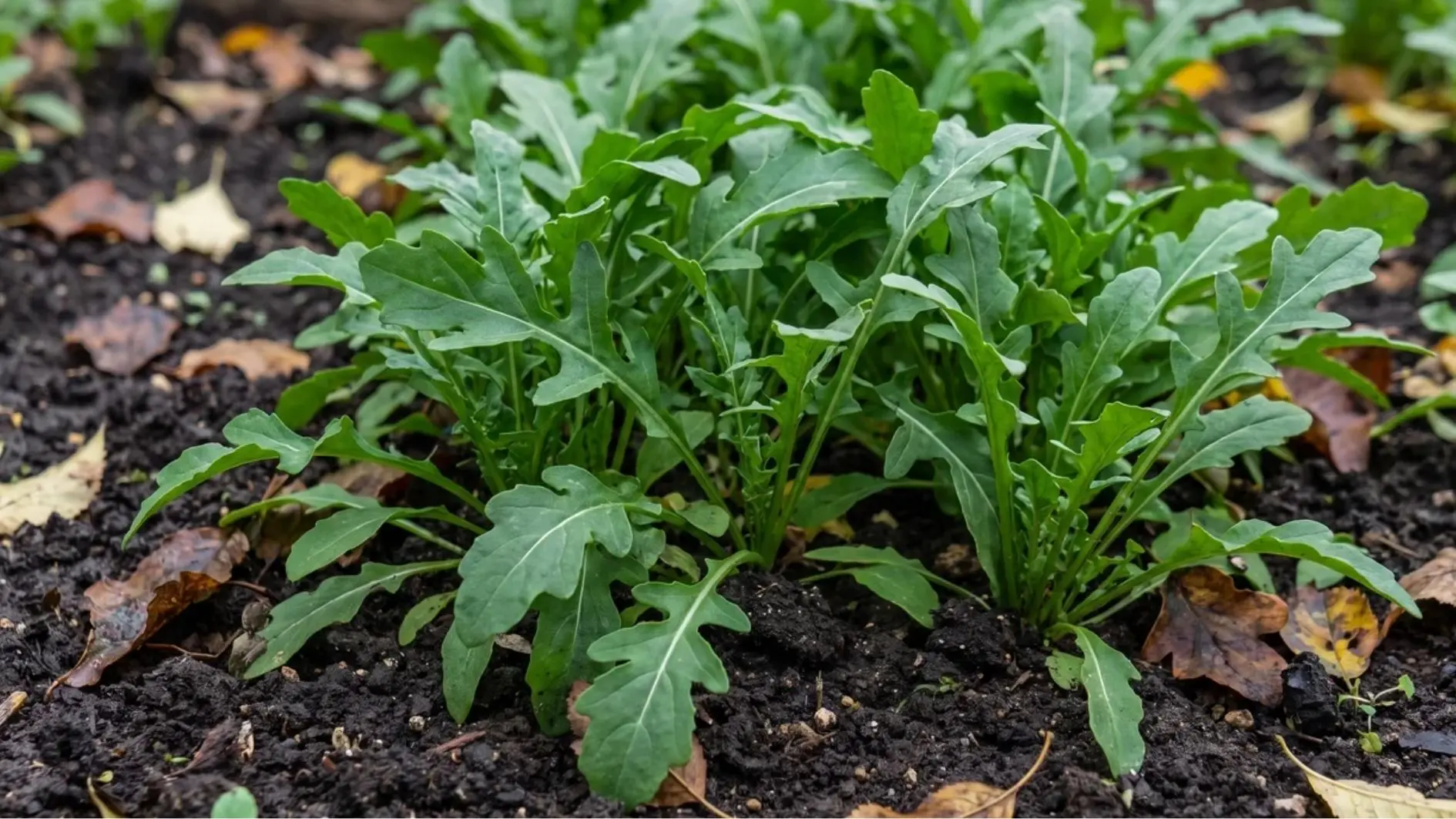 Arugula leaves growing in a fall garden bed
