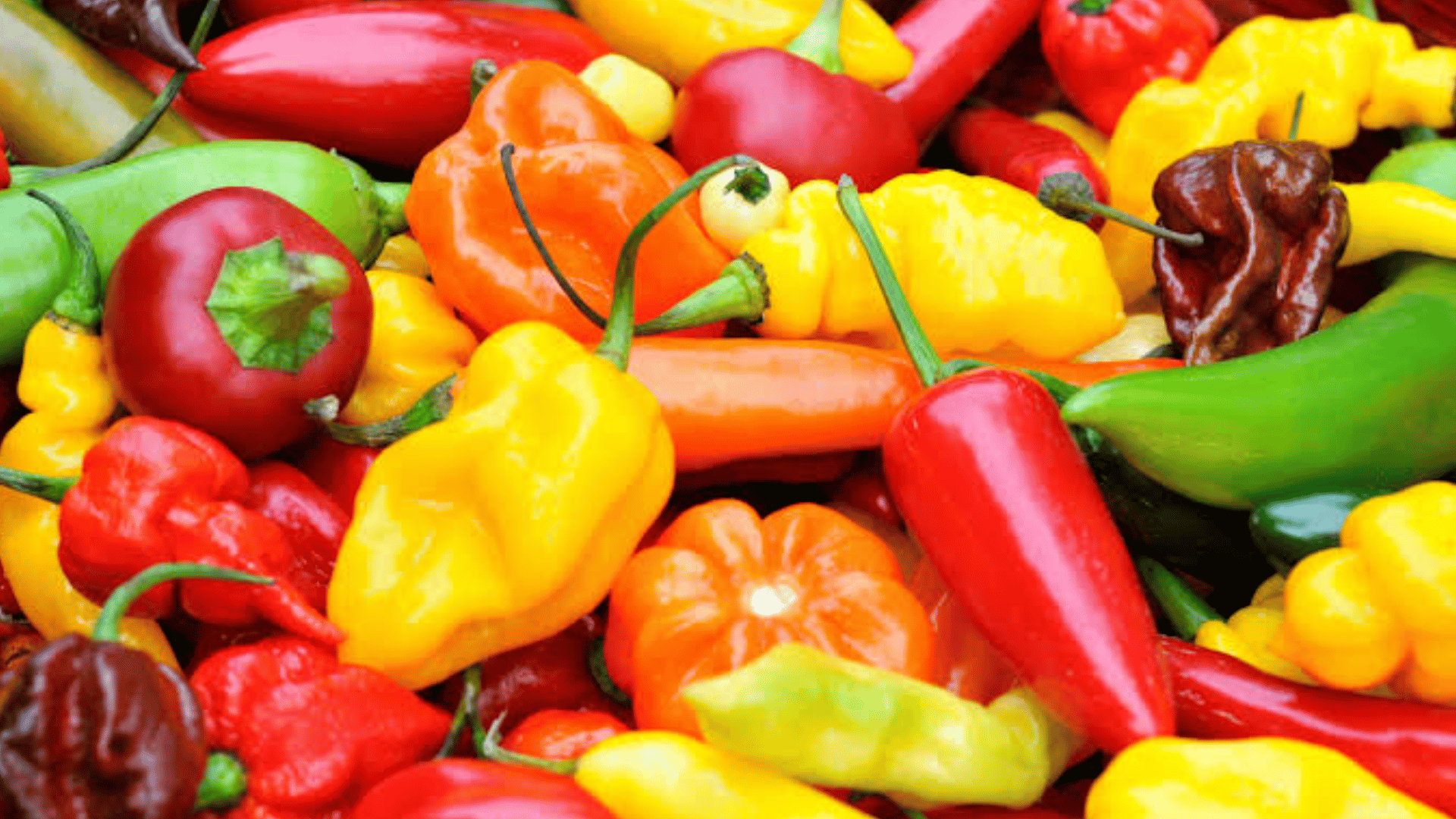assorted red yellow orange and green chili peppers piled together showcasing fresh colorful produce at a market display
