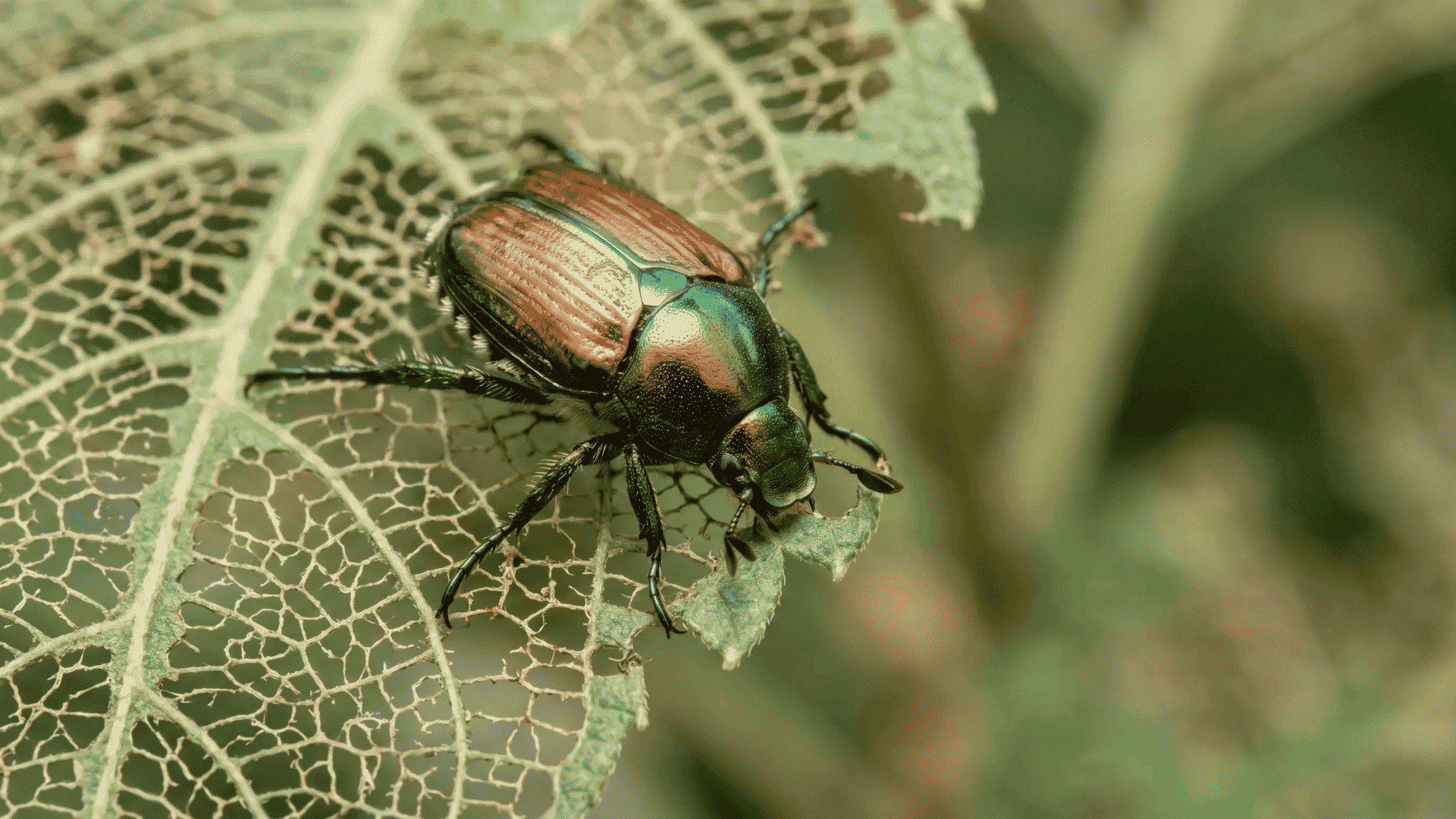 beetles