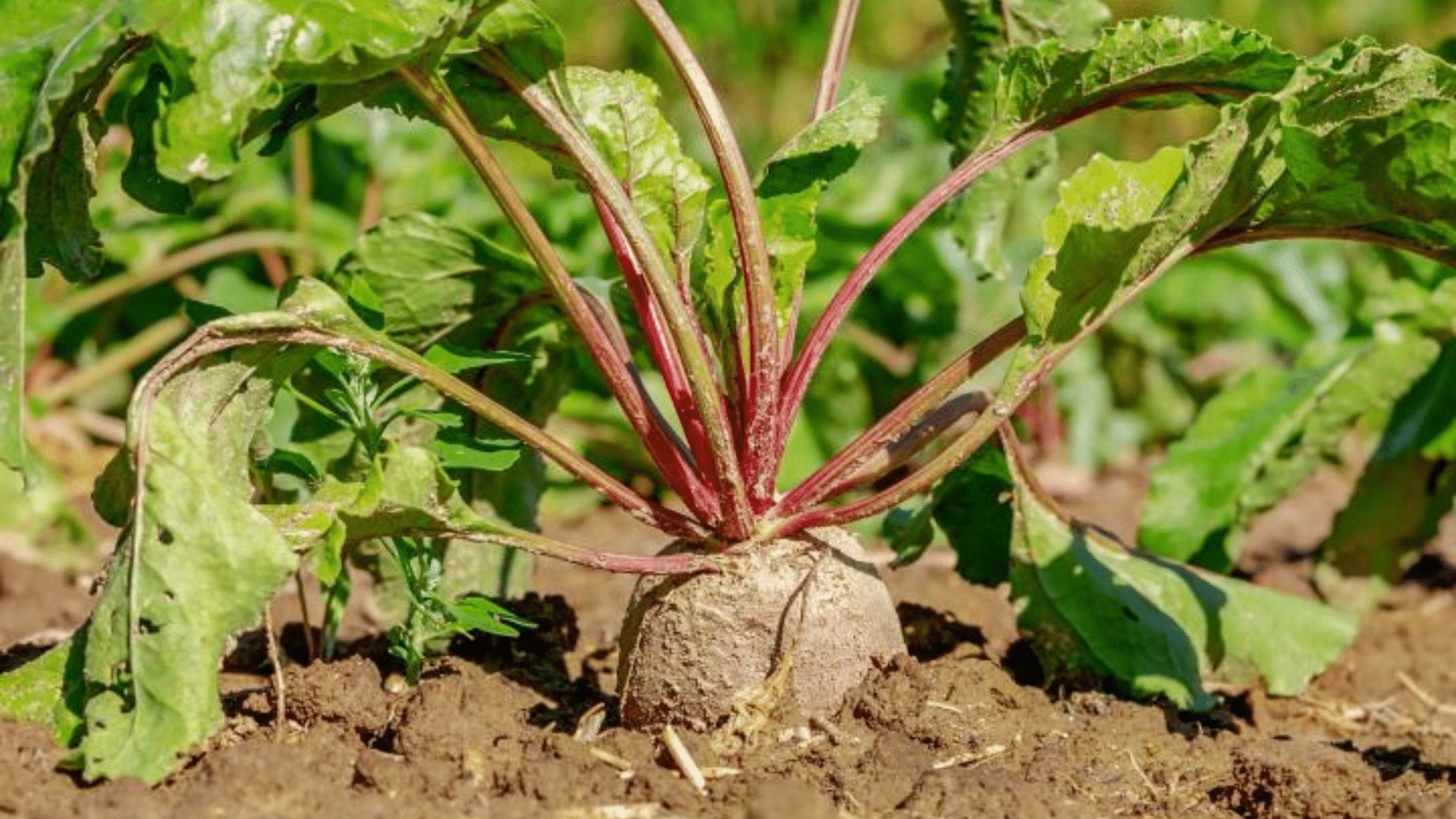 beetroot growing in rich garden soil with broad green leaves and reddish stems under bright natural sunlight