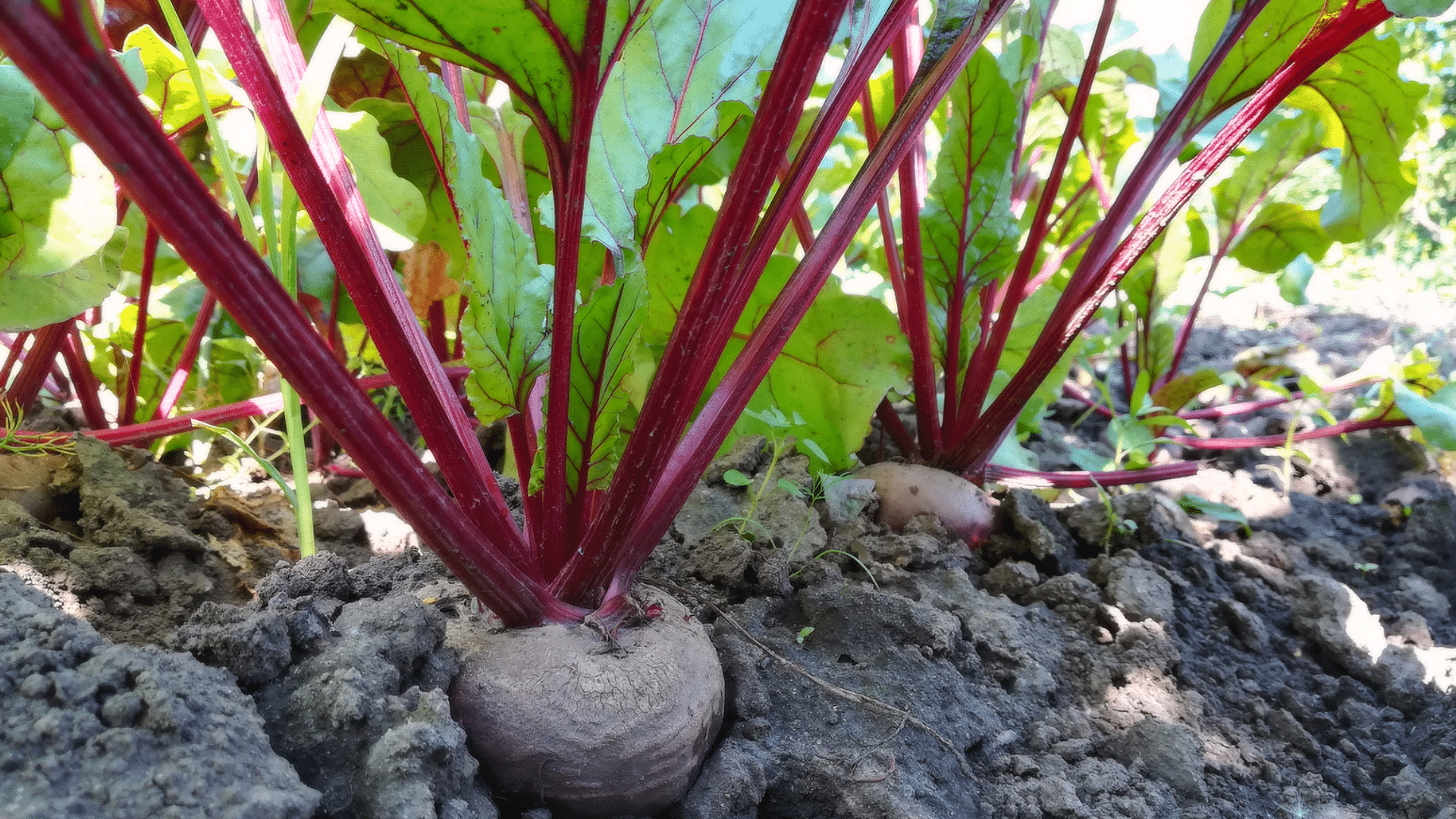 beetroot plants with deep red stems growing in garden soil with leafy green tops and visible roots ready for harvest