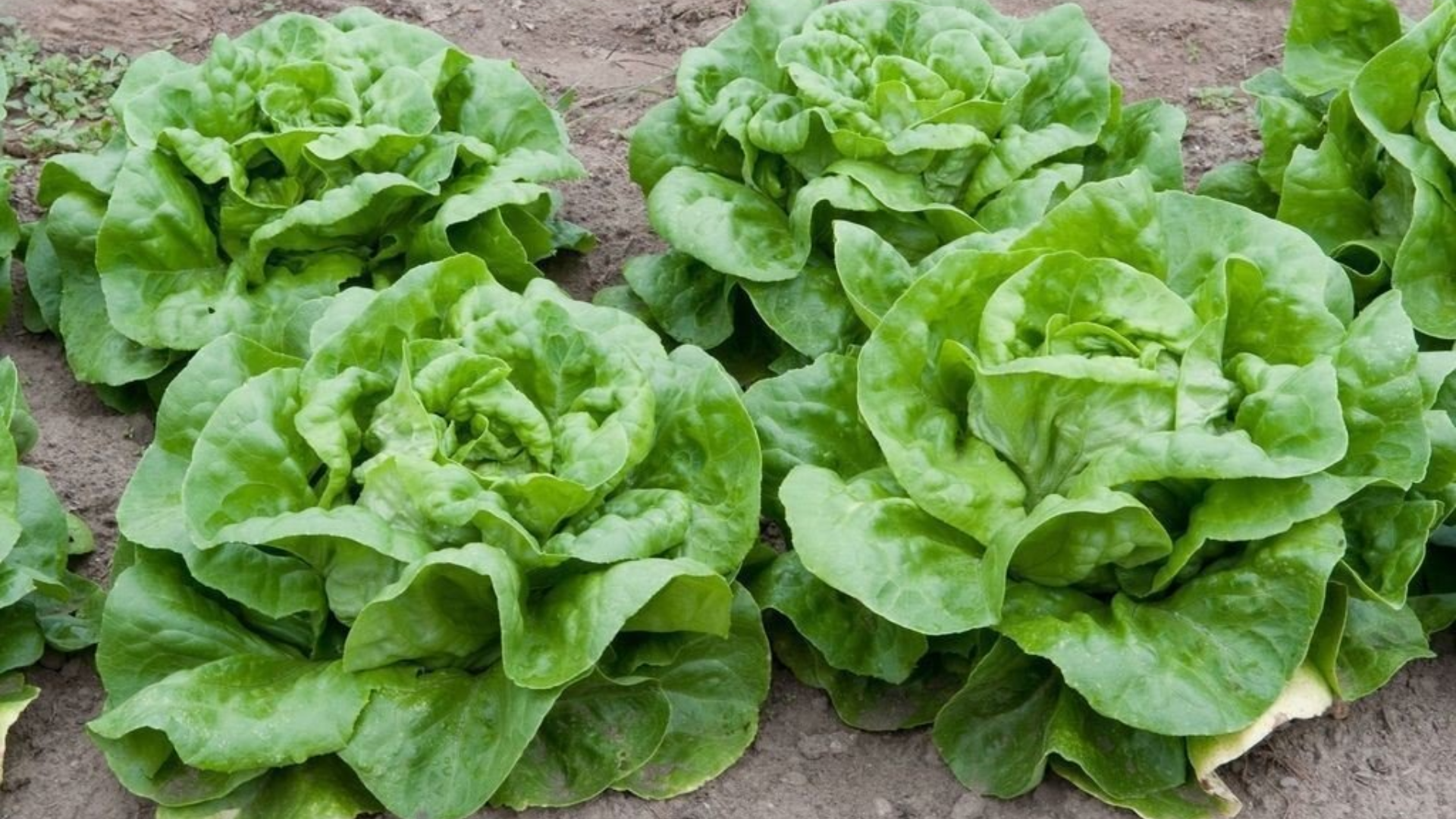 bibb butterhead lettuce growing in garden soil with broad tender green leaves forming compact heads in natural daylight