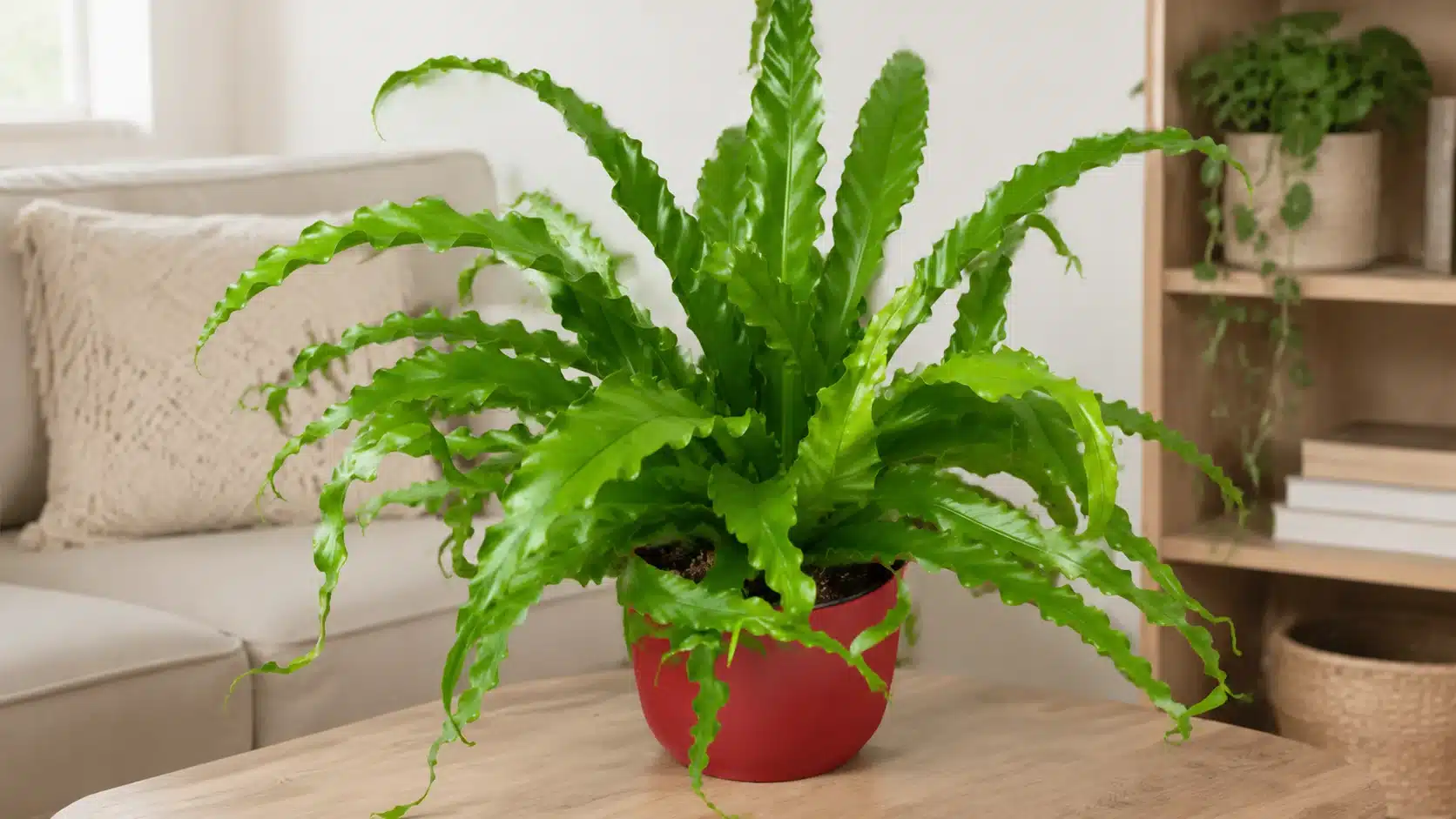 Bird's nest fern with wide wavy leaves growing from a central rosette