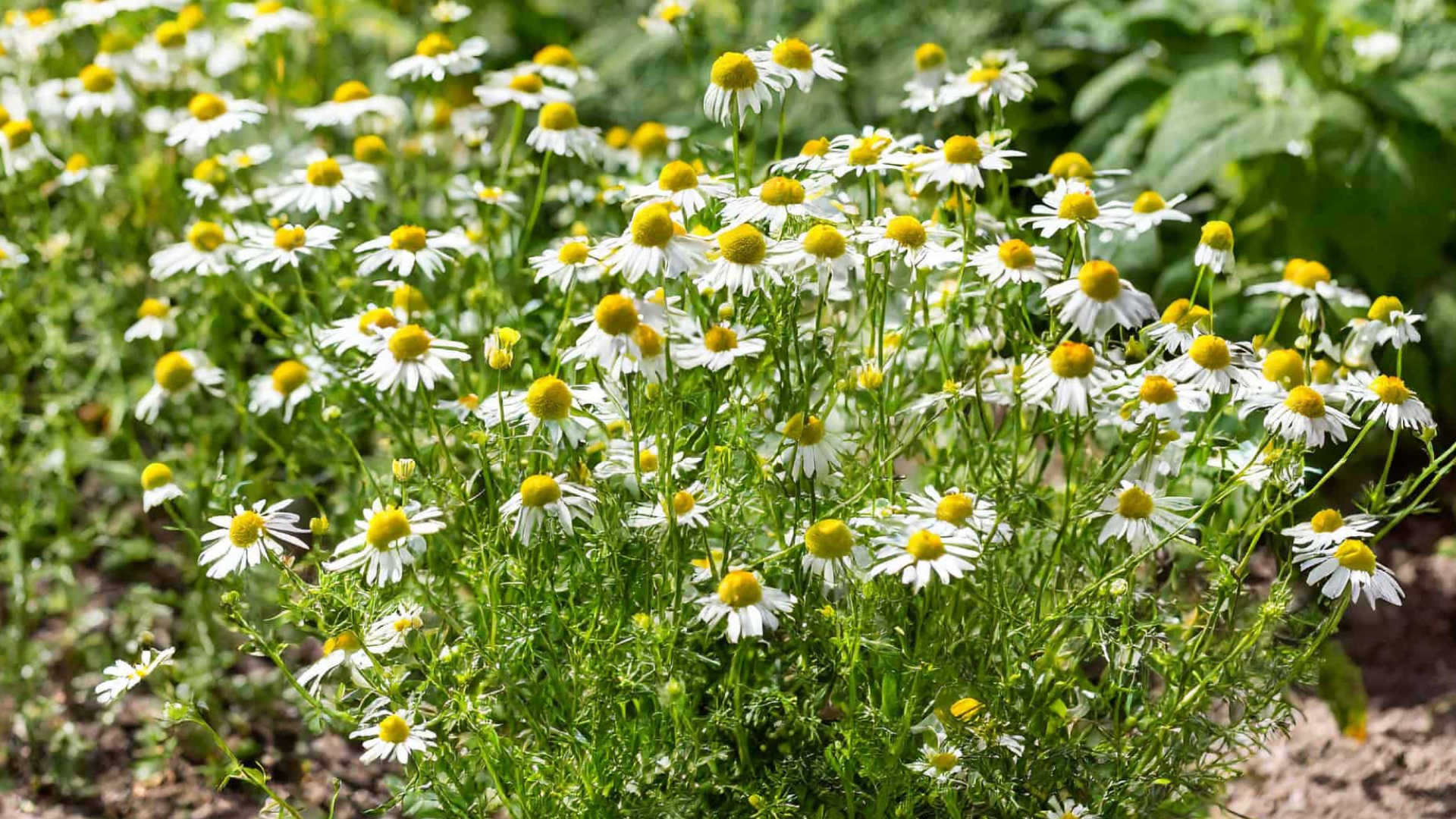 blooming white chamomile flowers with bright yellow centers growing densely in a sunny garden filled with green foliage